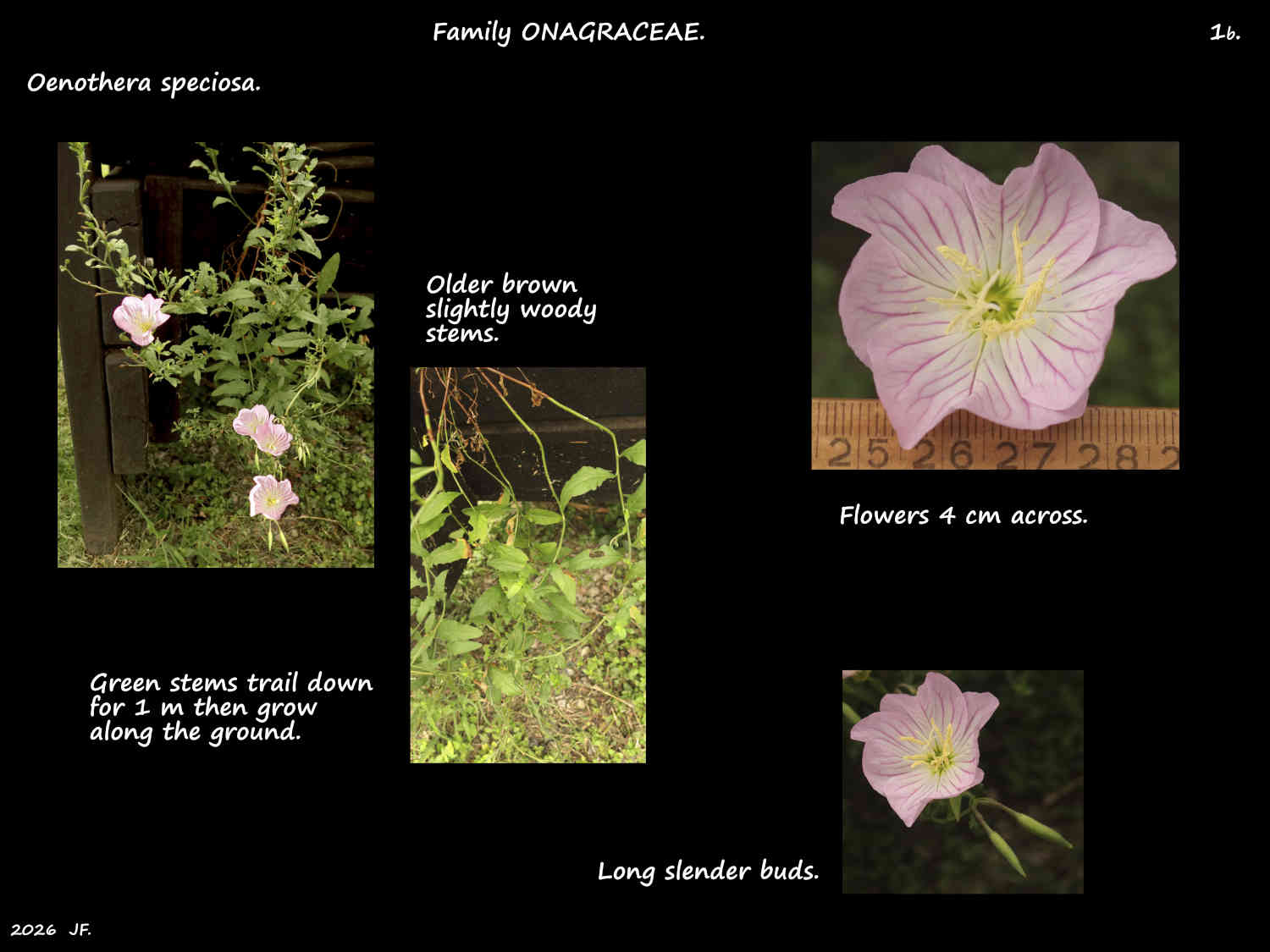 1b Trailing Oenothera stems