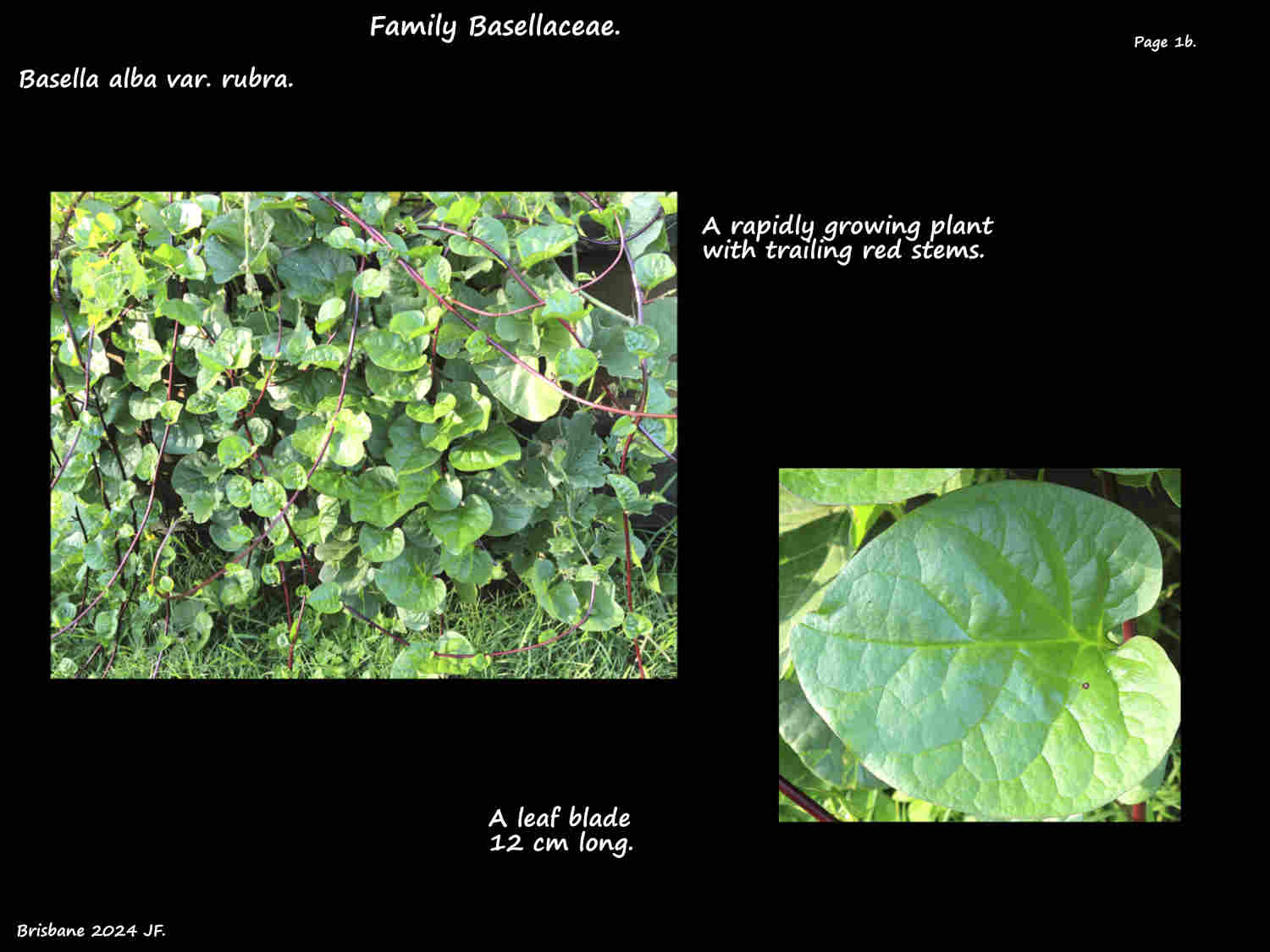 1b Trailing red Ceylon spinach stems