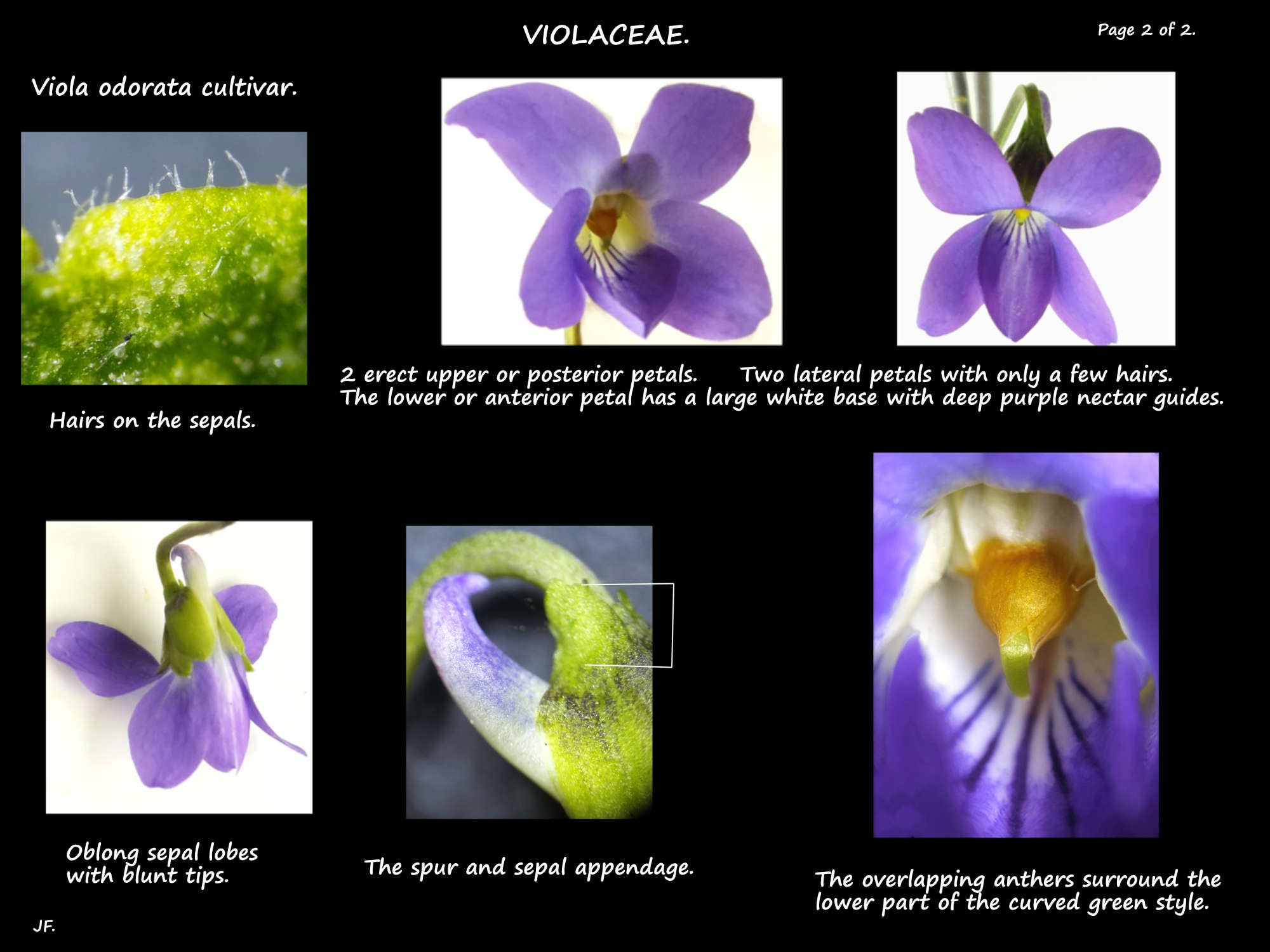 1b Viola odorata cultivar flowers