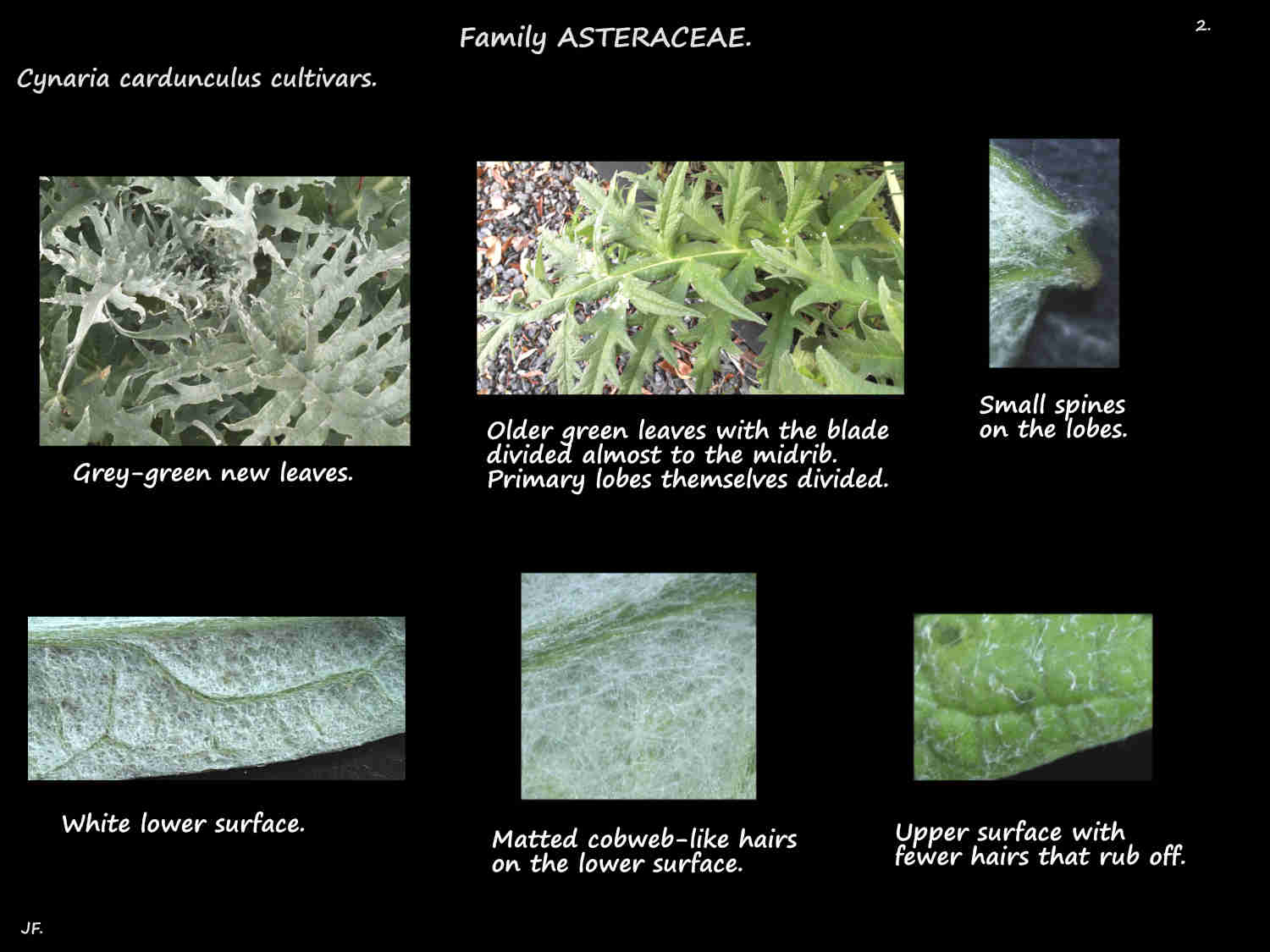 1b hairs on Cynaria cardunculus leaves