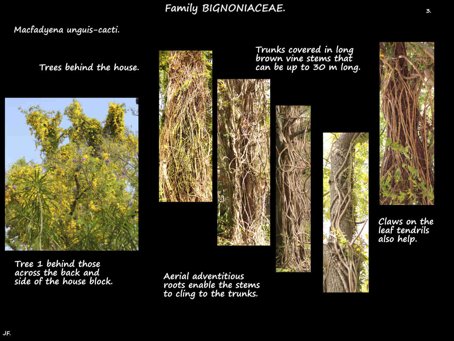 1c Cats claw infestation