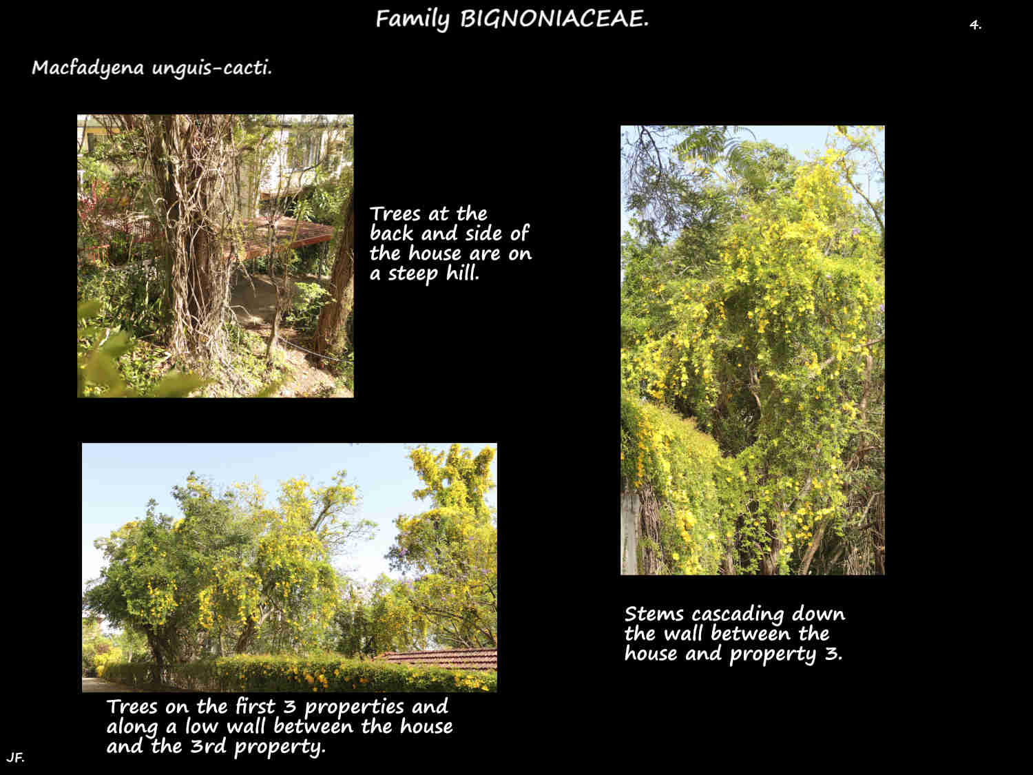 1d A Cats claw infestation