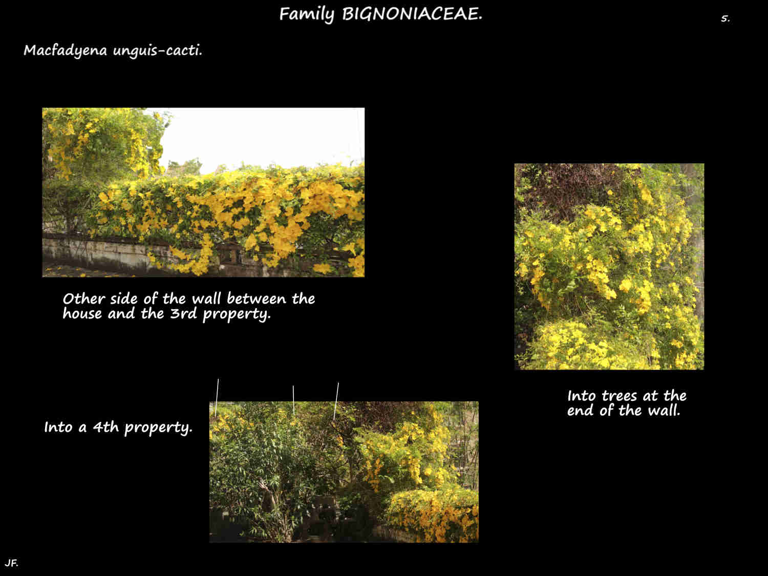 1e A Cats claw infestation