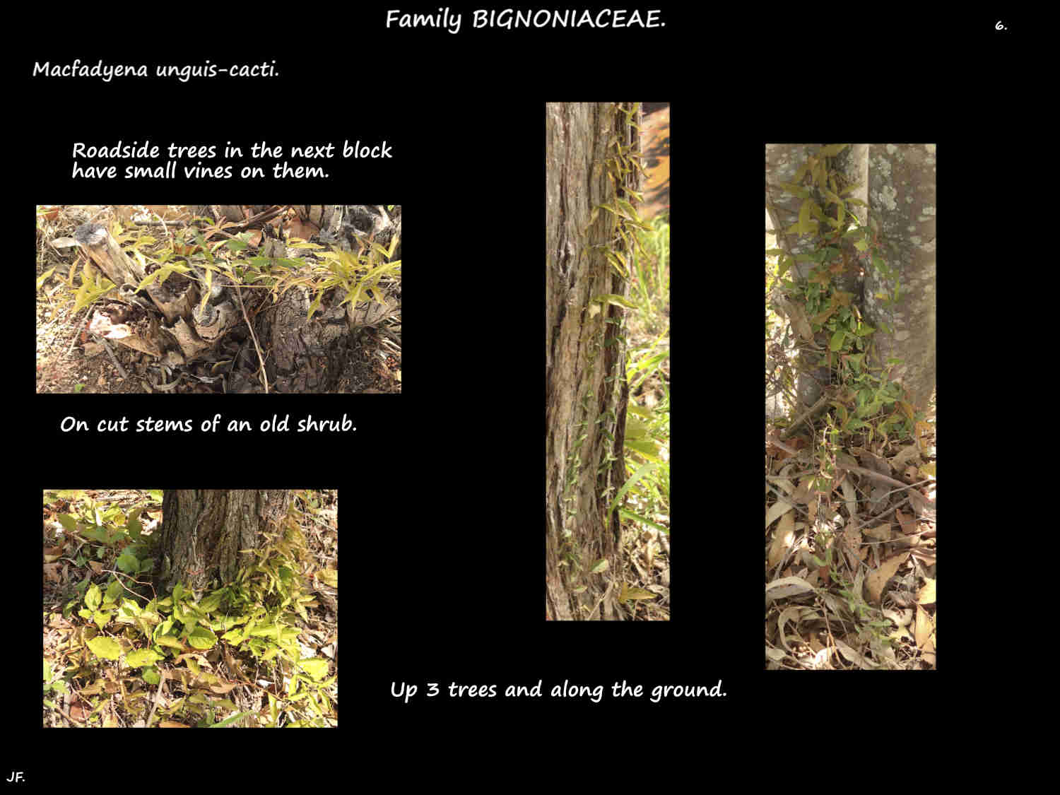 1f A Cats claw infestation