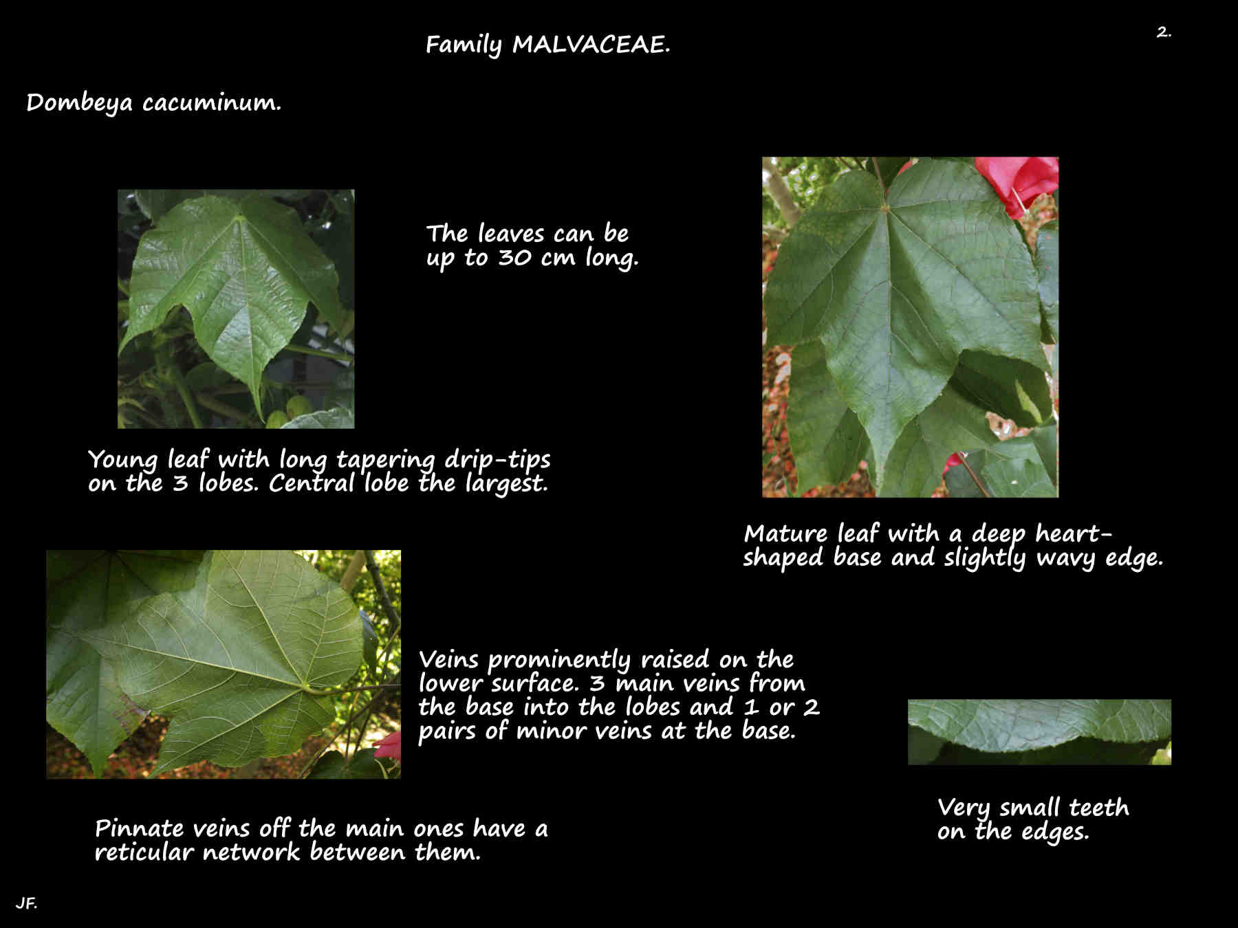 2 3-lobed Dombeya cacuminum leaves