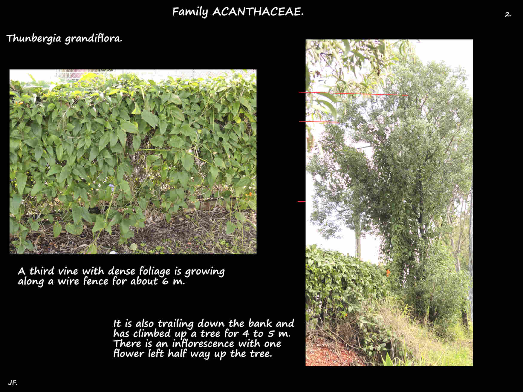 2 A Thunbergia grandiflora vine 6 m up a tree