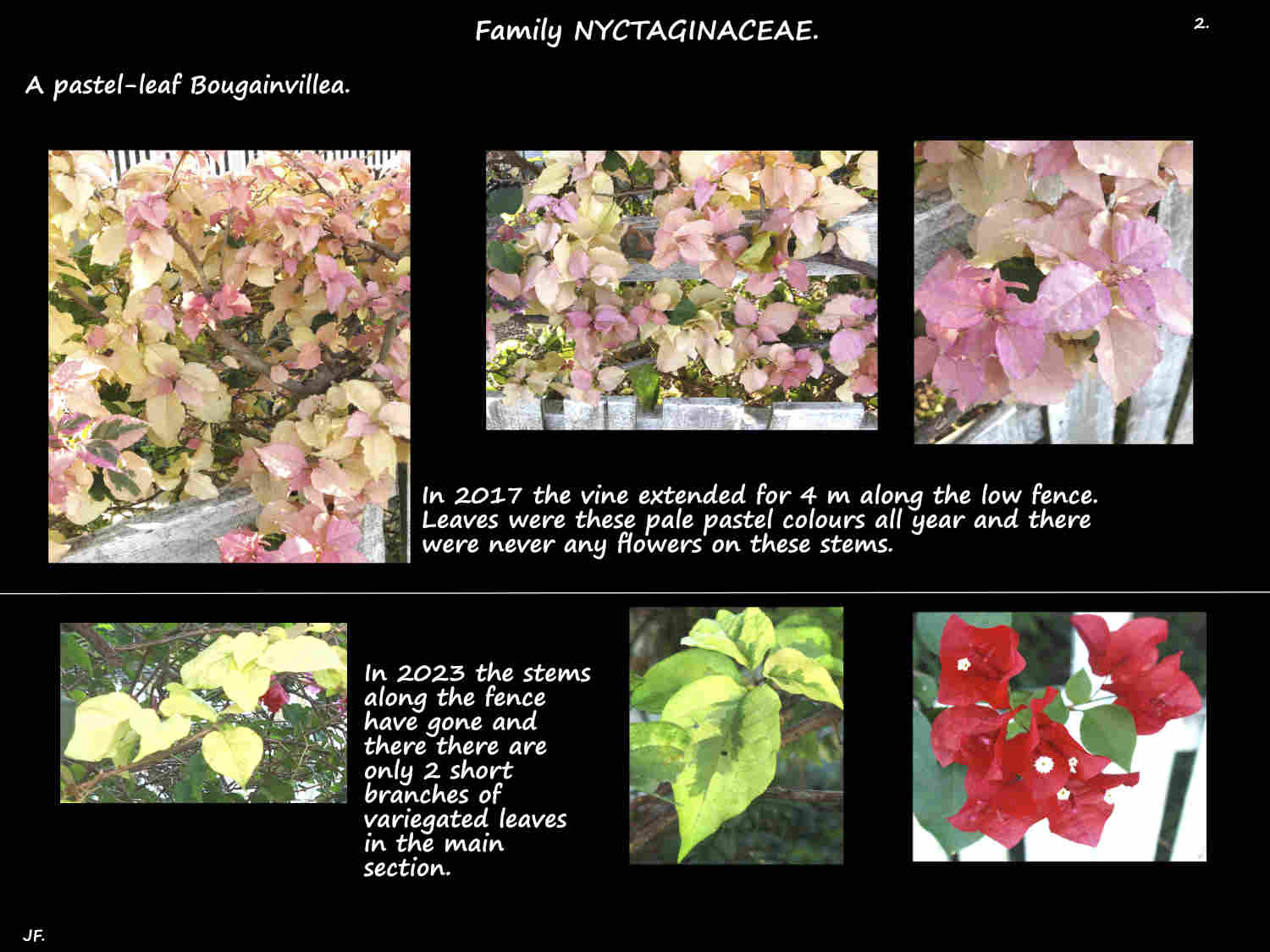 2 A bougainvillea with pastel coloured leaves 2
