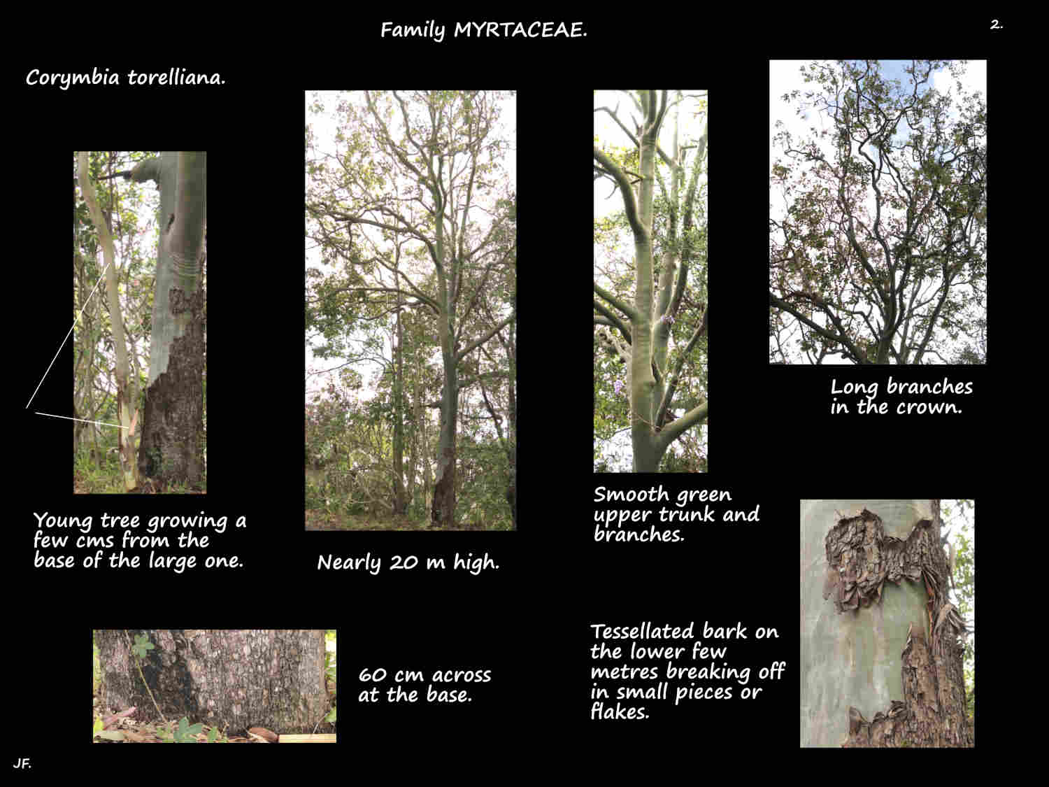 2 A large Corymbia torelliana tree