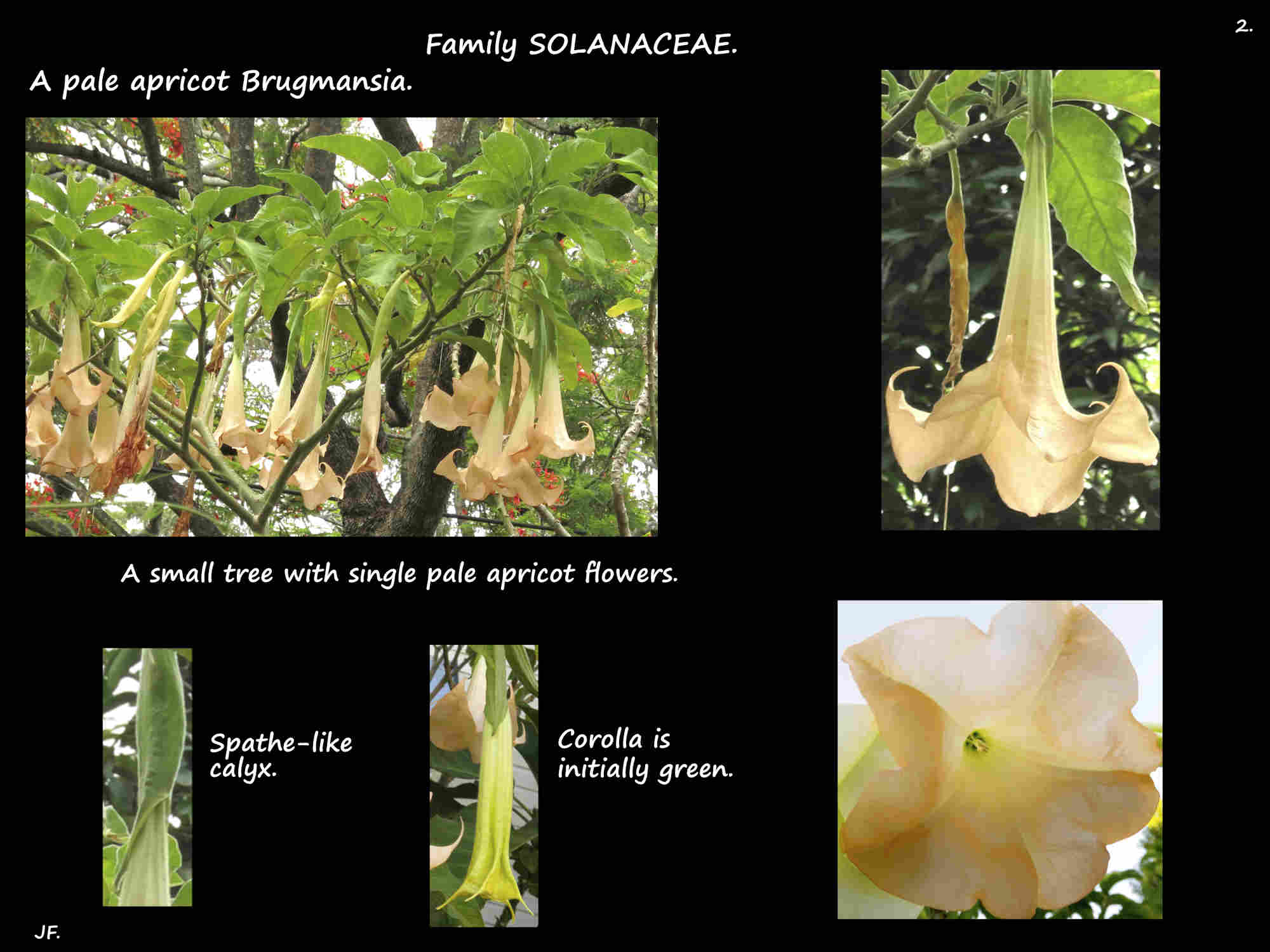 2 A pale apricot Brugmansia