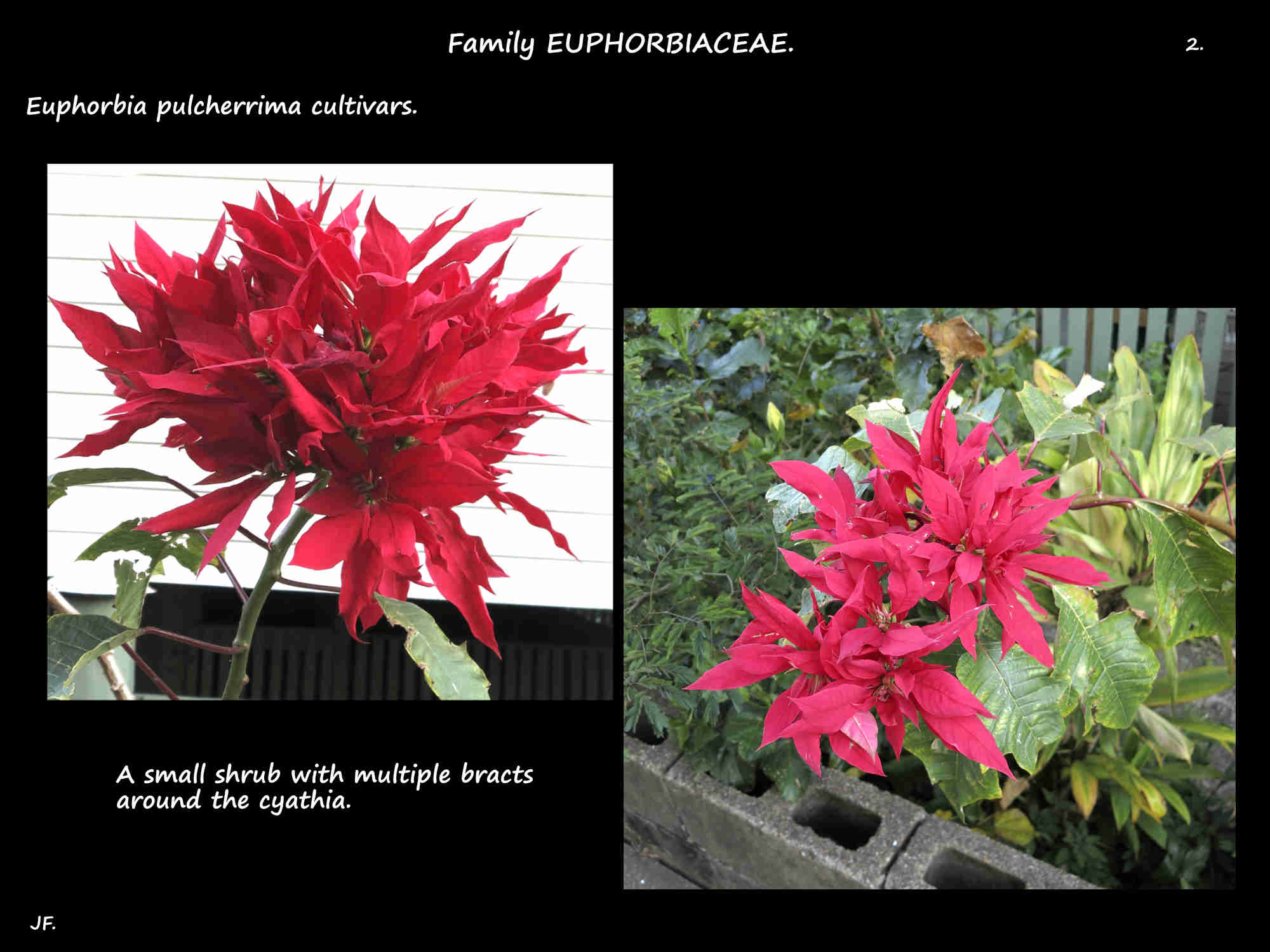 2 A small poinsettia shrub with large red inflorescences