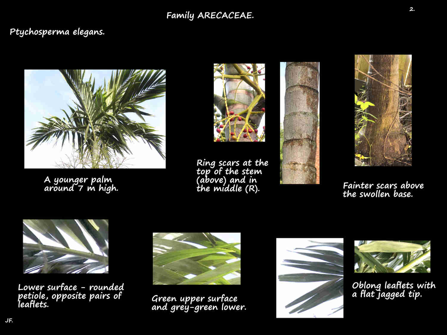 2 A smaller Solitaire palm