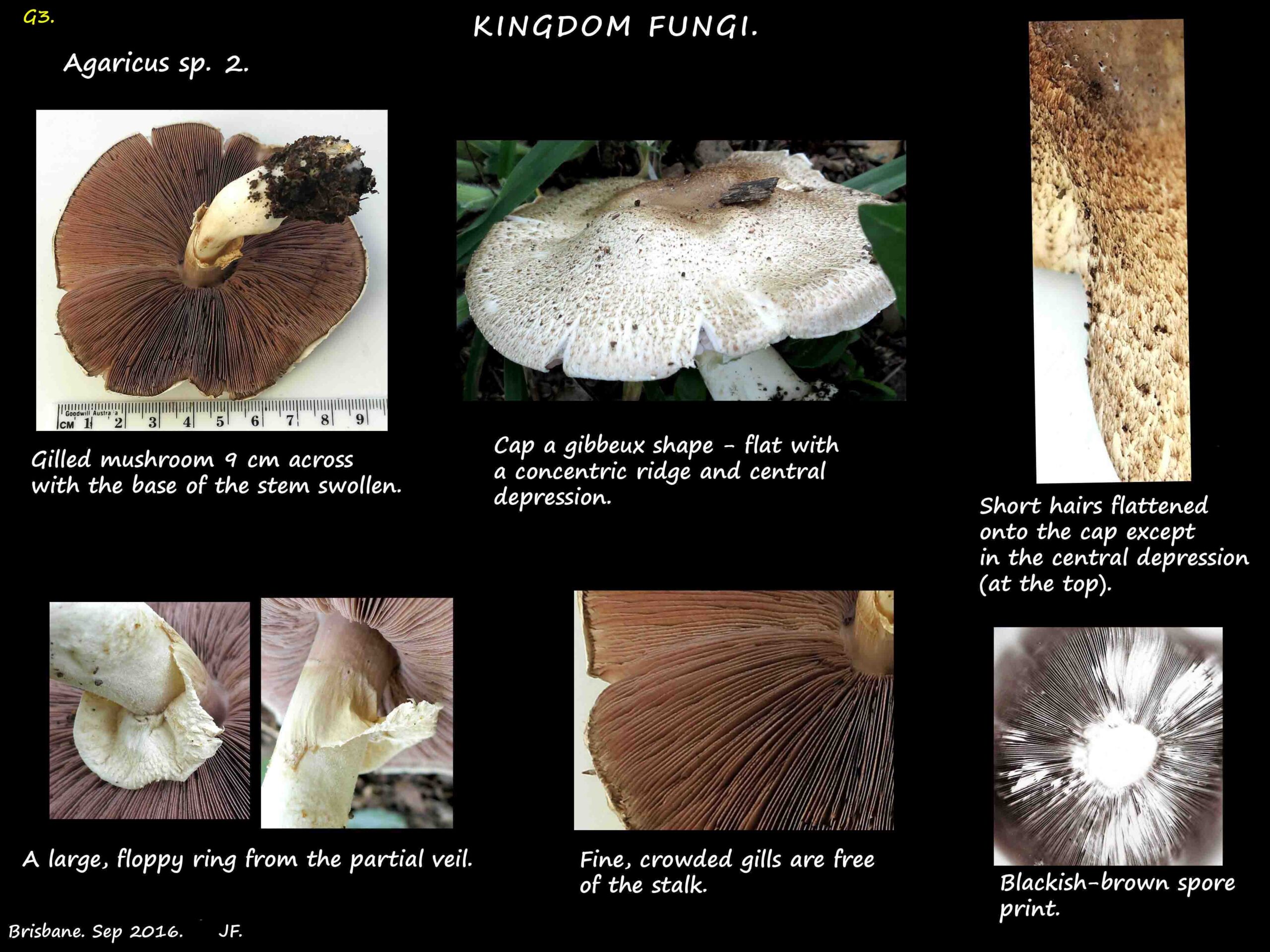 2 A typical Agaricus mushroom