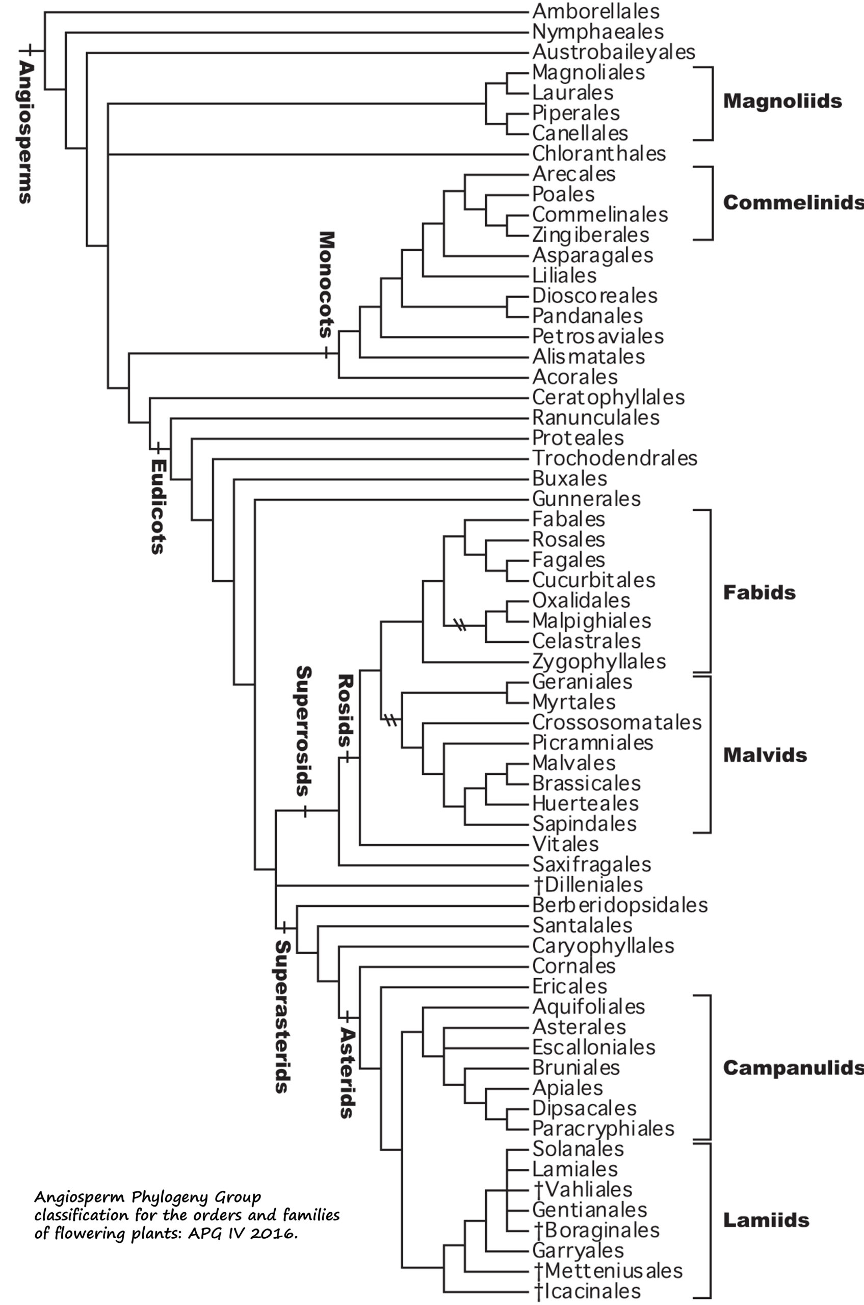 Classification is available on their web site