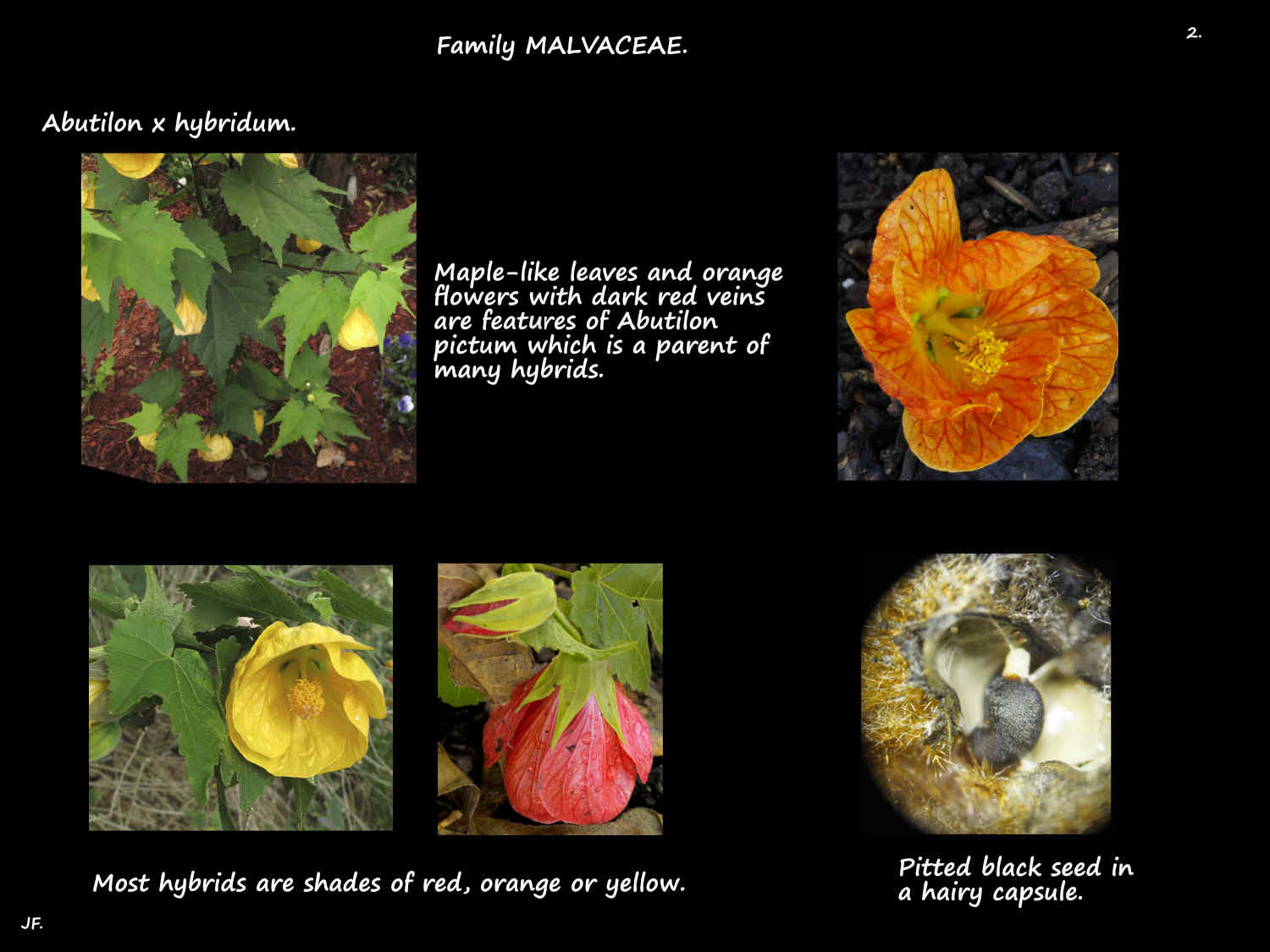 2 Abutilon x hybridum flowers