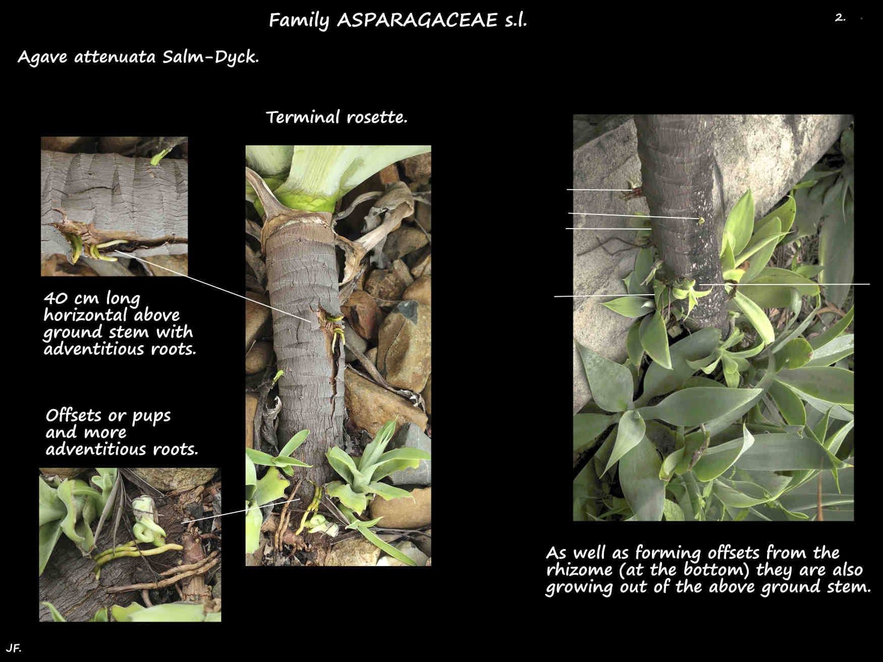 2 Adventitious roots & offsets on an Agave attenuata stem