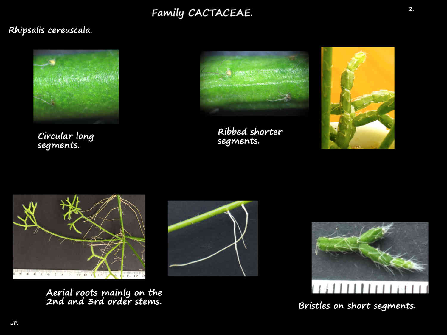 2 Aerial roots on Rhipsalis cereuscala stems