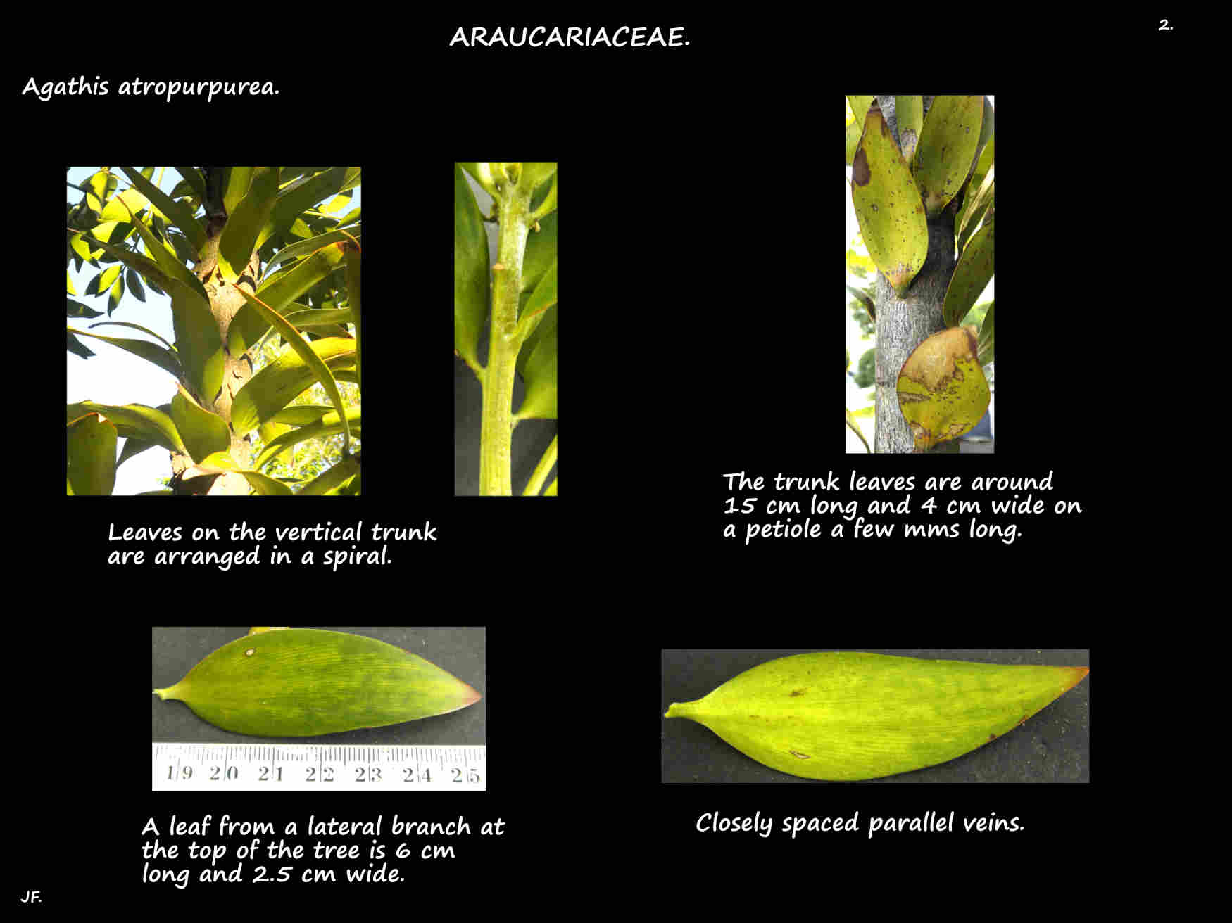 2 Agathis atropurpurea trunk leaves