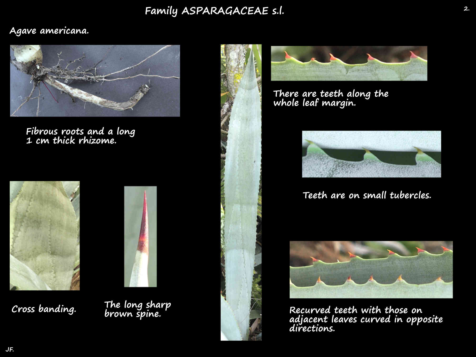 2 Agave americana rhizome & the leaf teeth & spine