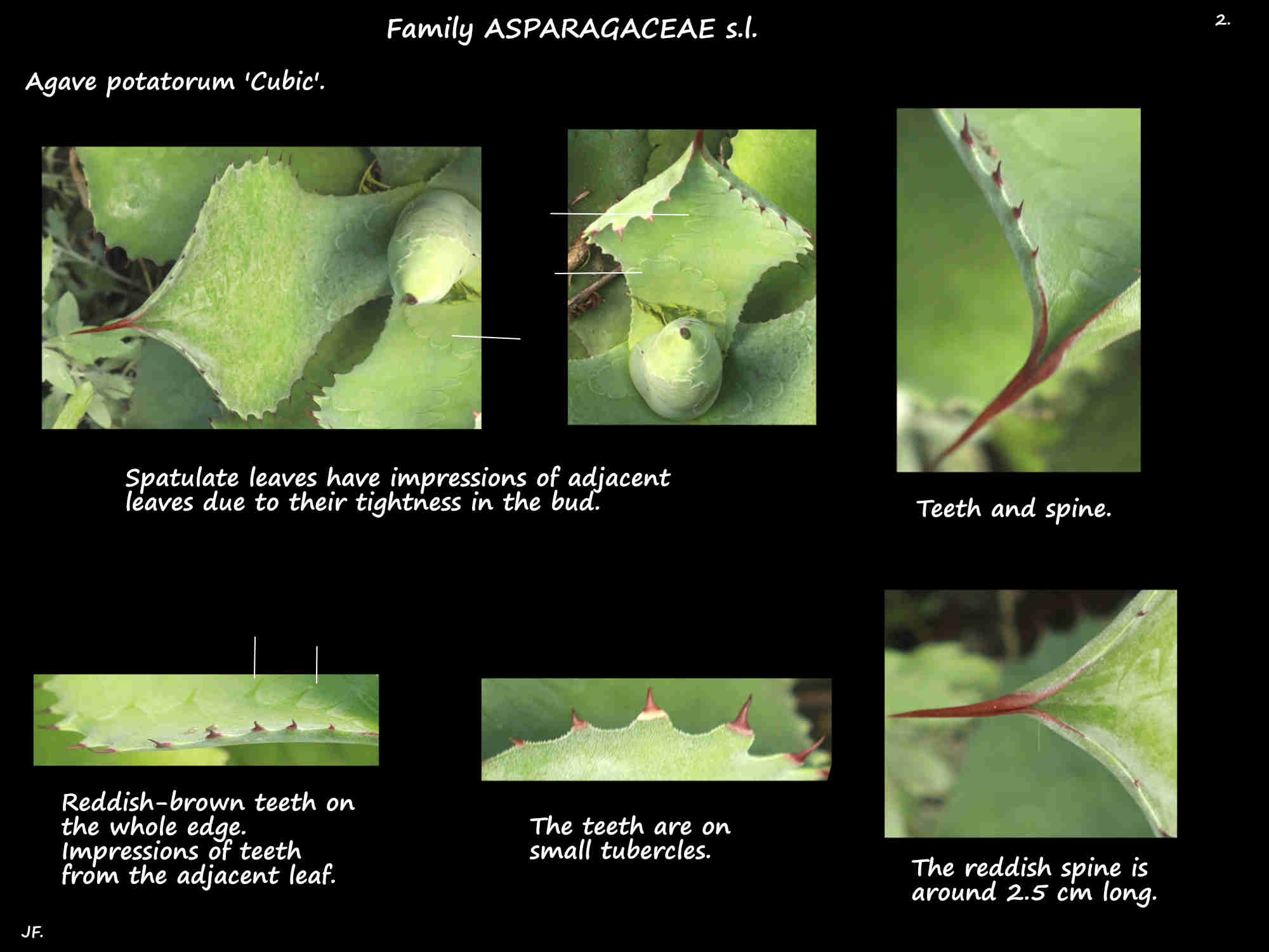 2 Agave potatorum 'Cubic' leaves with teeth & a spine