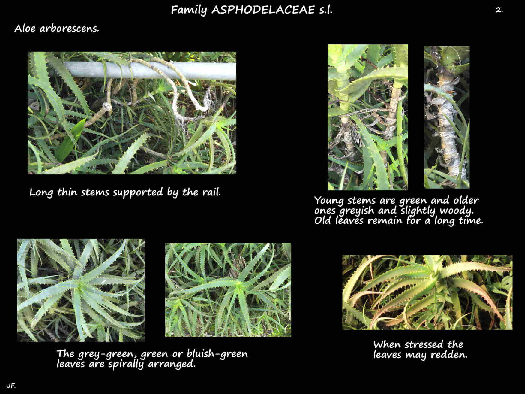 2 Aloe arborescens stems & spirally arranged leaves