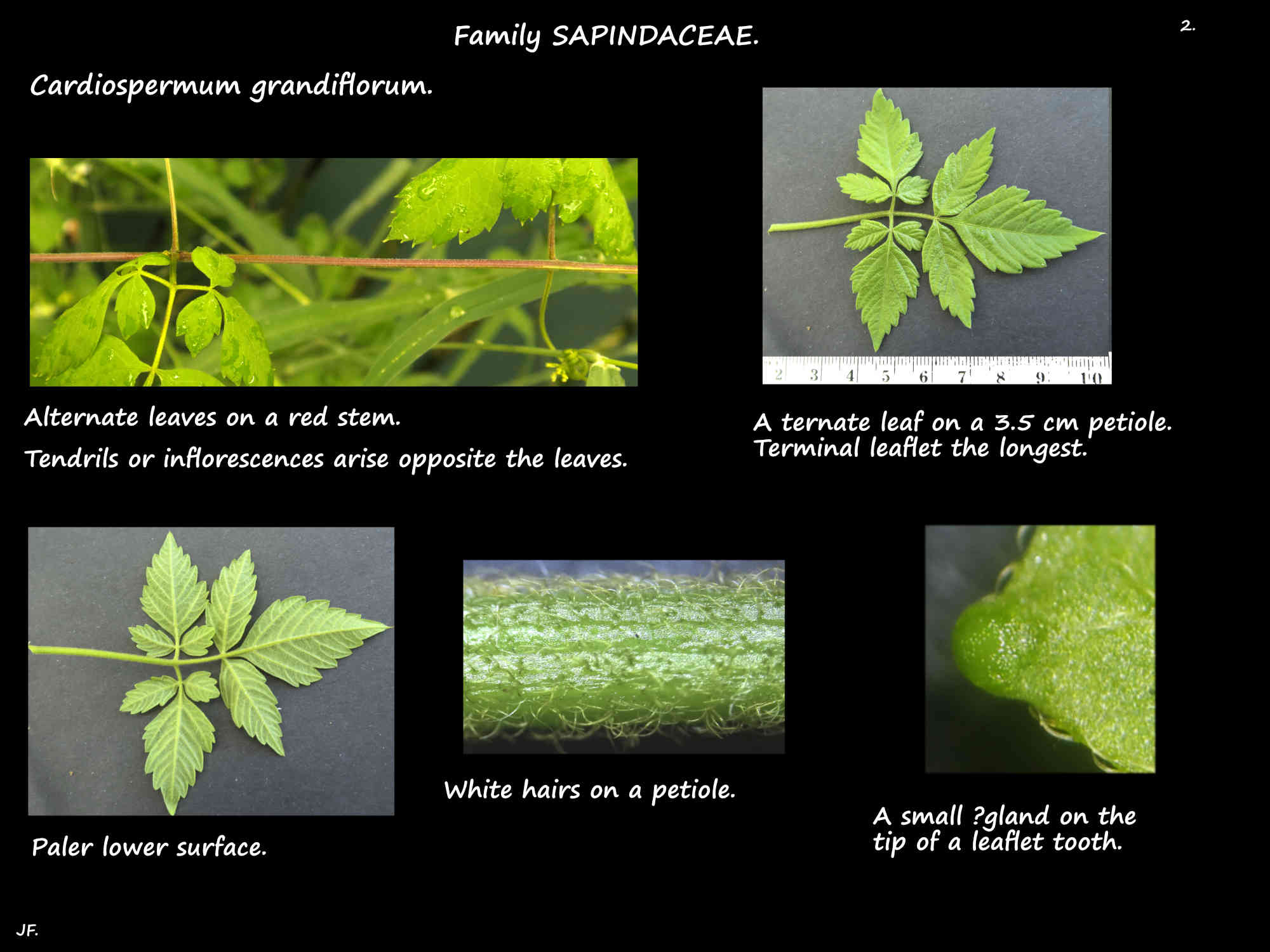 2 Alternate, ternate leaves of Cardiospermum grandiflorum