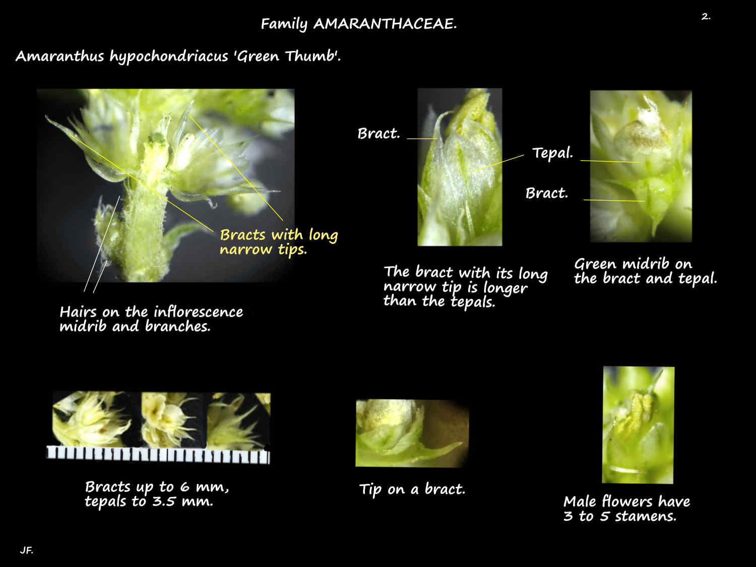 2 Amaranthus 'Green Thumb' bracts & tepals