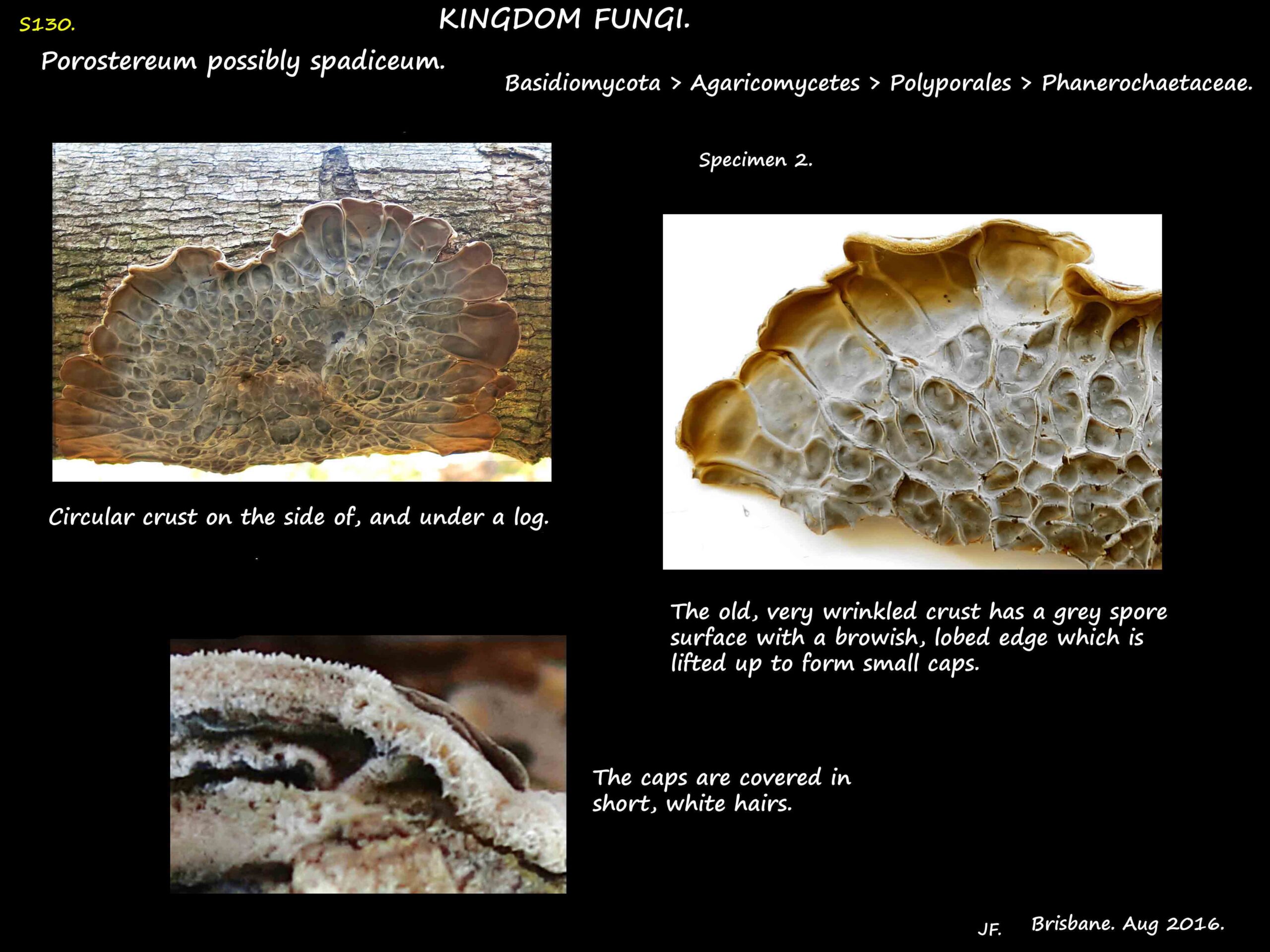 2 An old cracked Porostereum