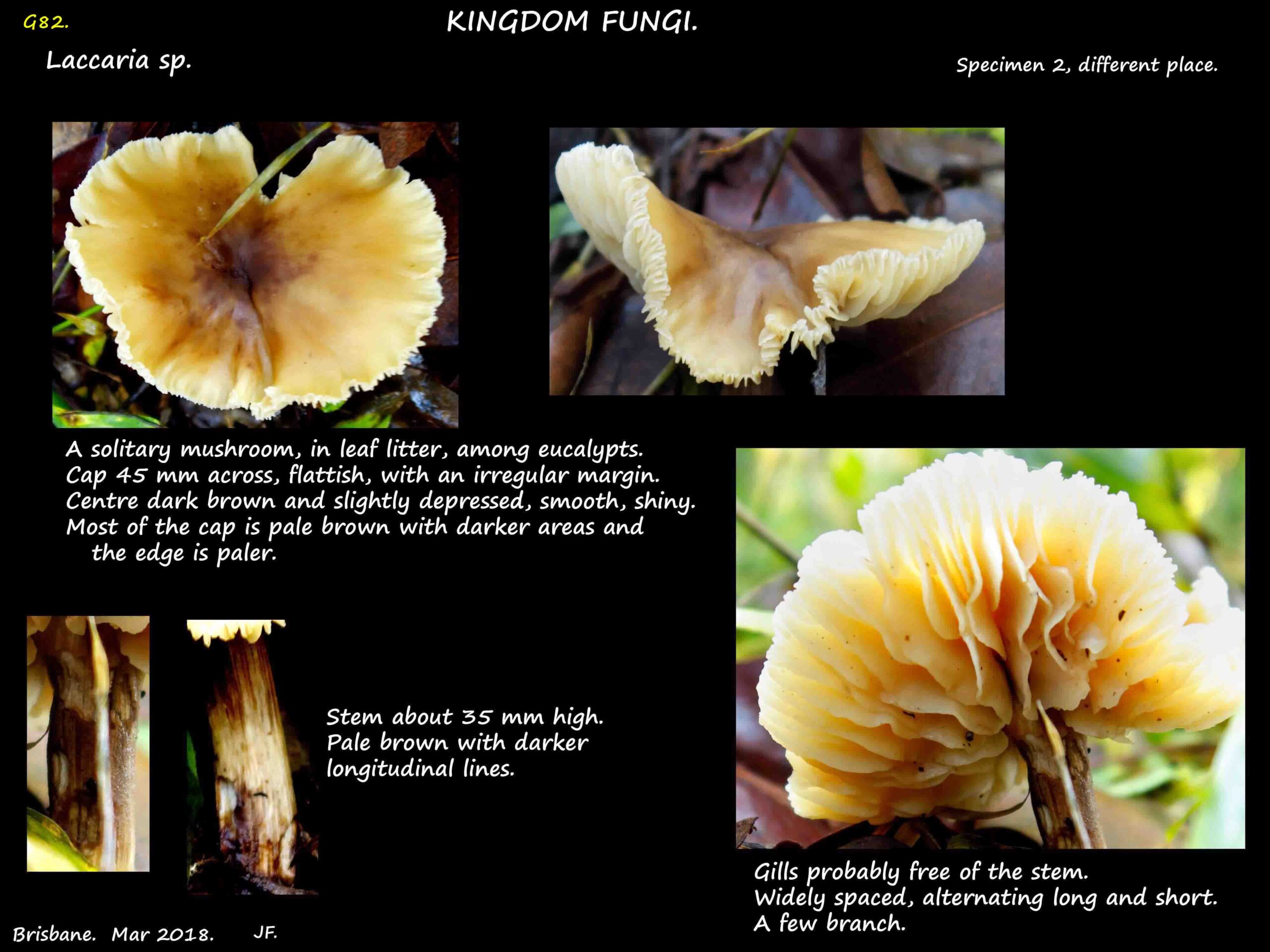 2 Another Laccaria mushroom with a pale brown cap