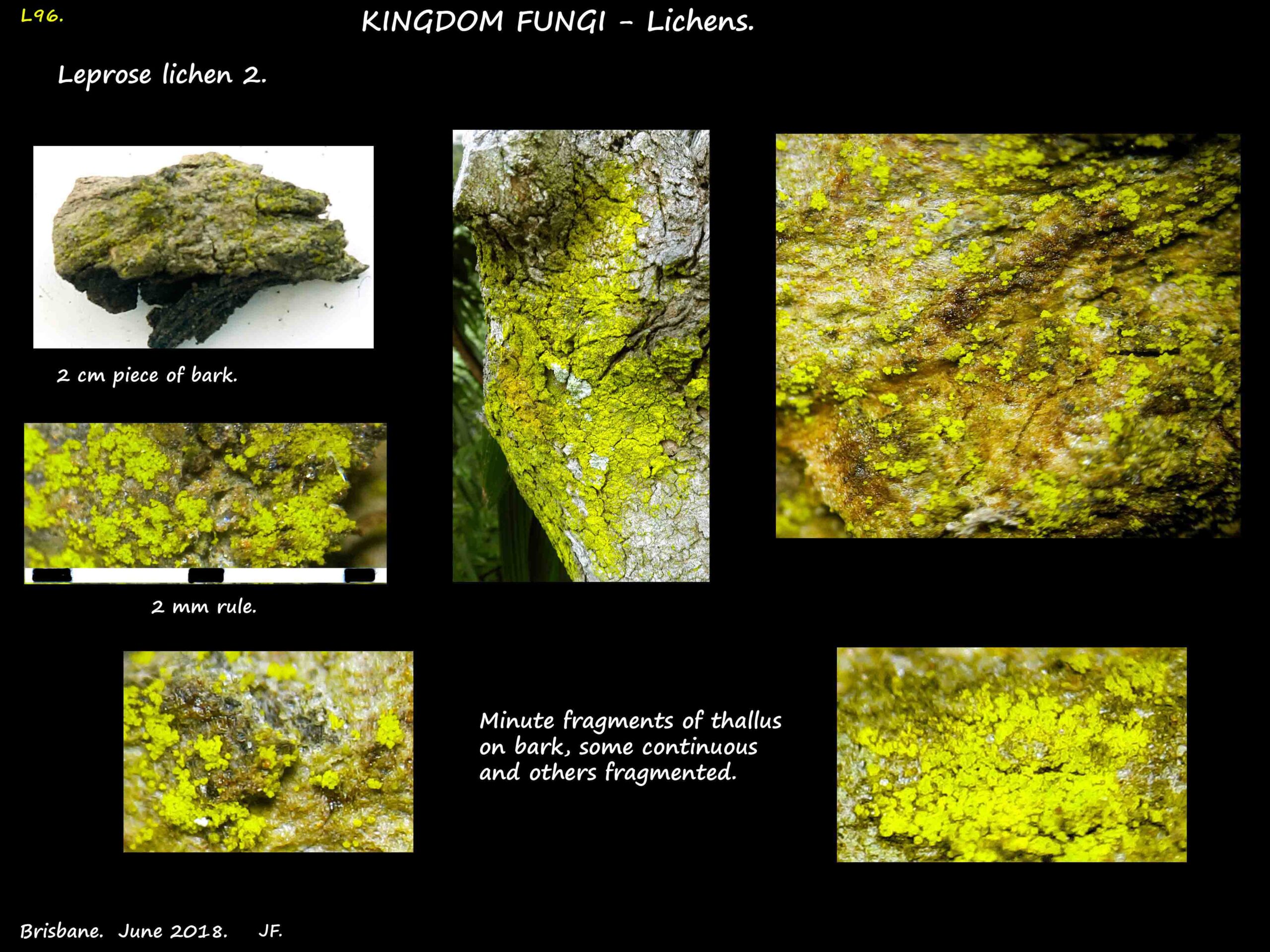 2 Another leprose lichen with a fragmented green thallus