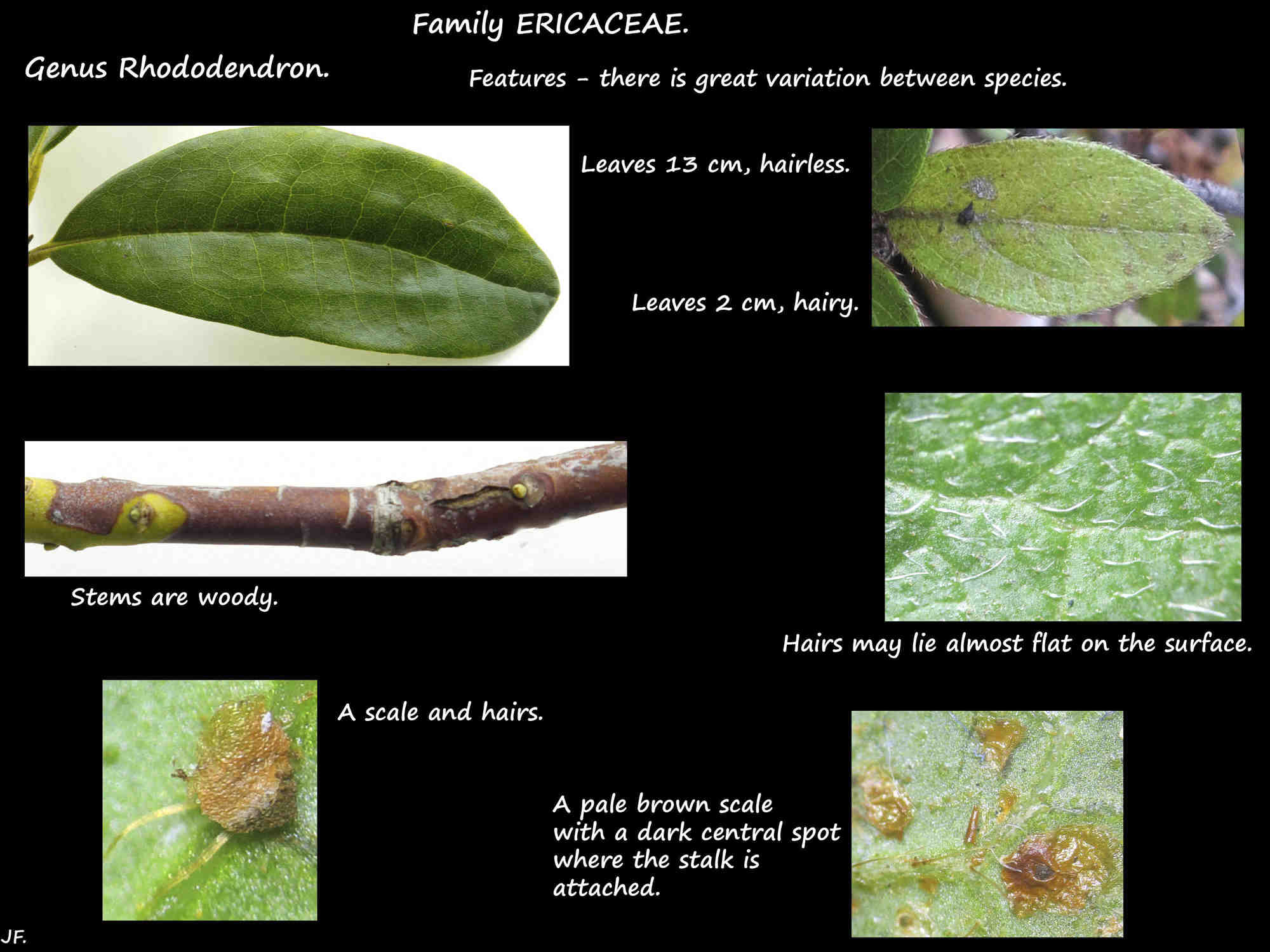 2 Azalea leaf scles & hairs
