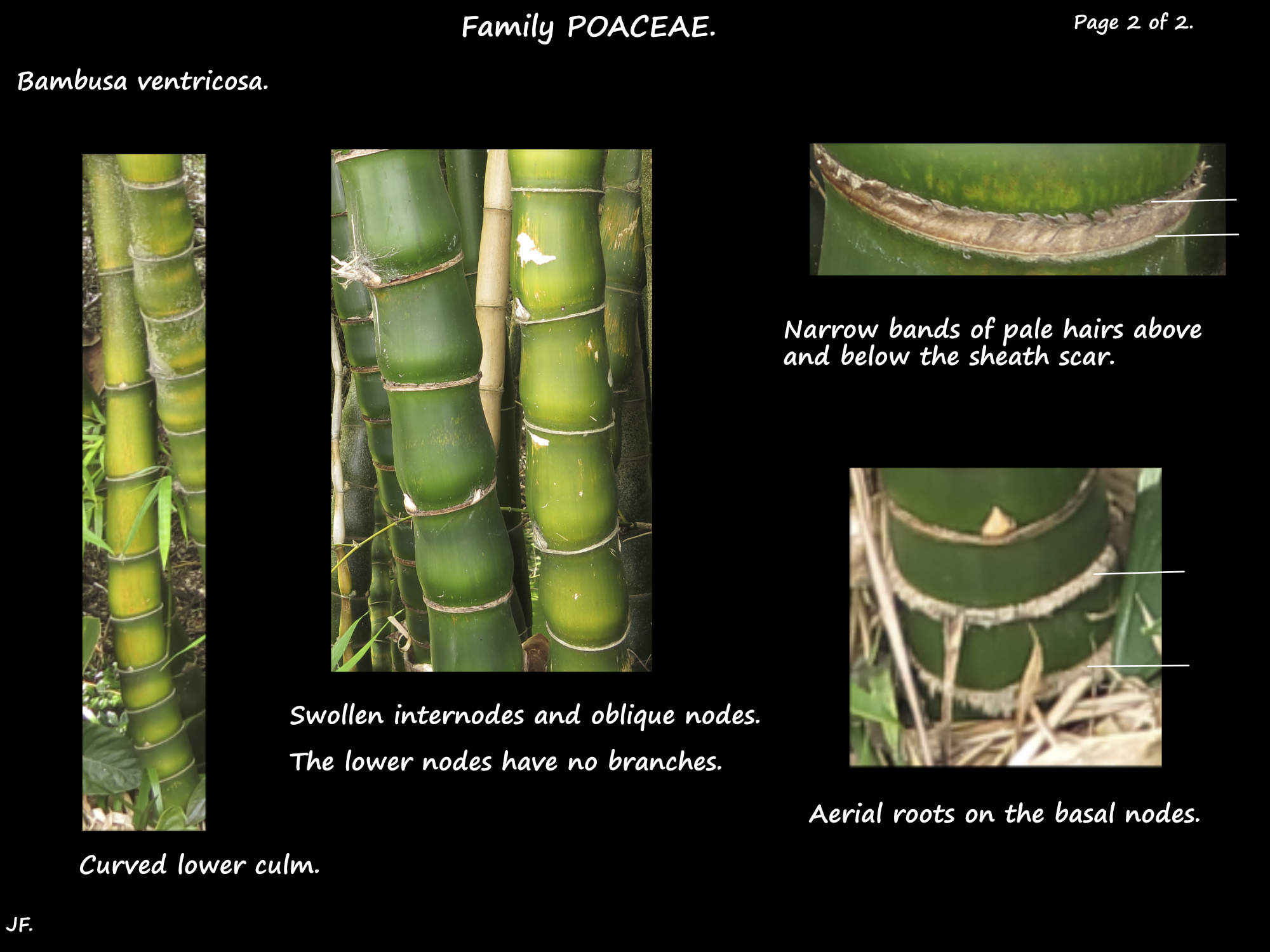 2 Bambusa ventricosa nodes & internodes