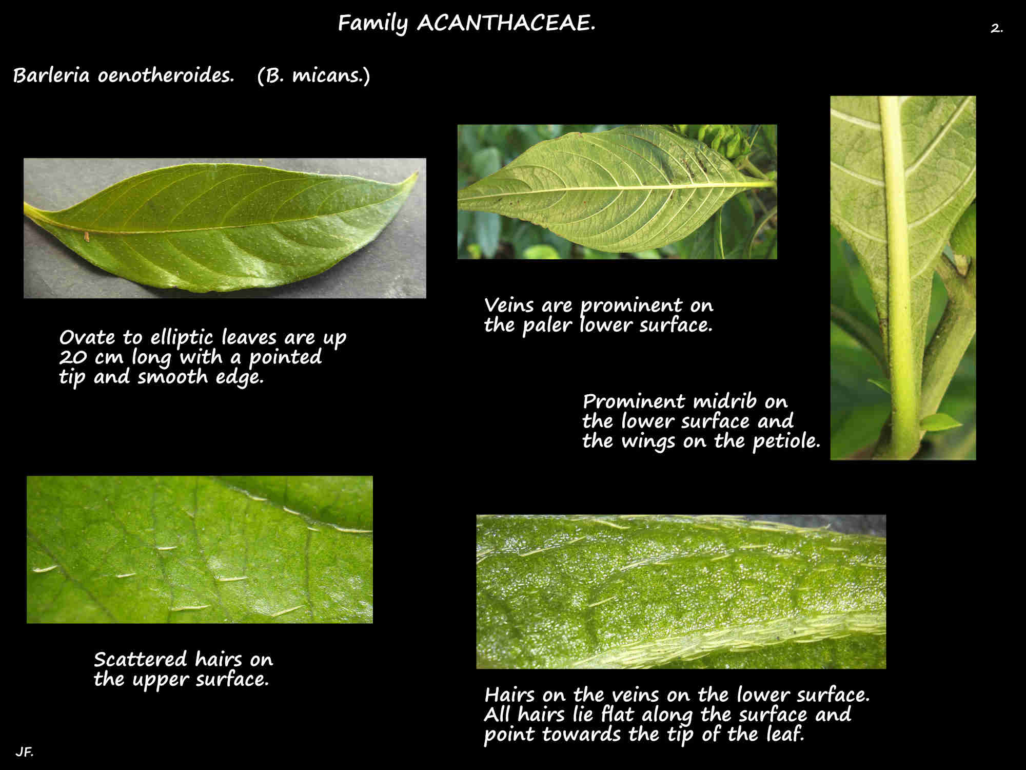 2 Barleria micans leaves & leaf hairs