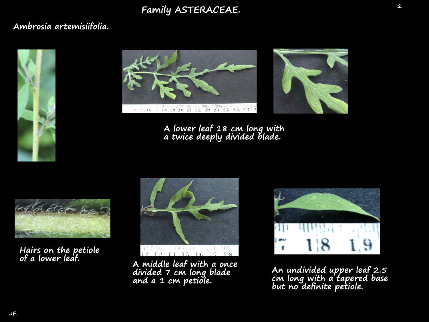 2 Bi-pinnate Ambrosia artemisiifolia leaves