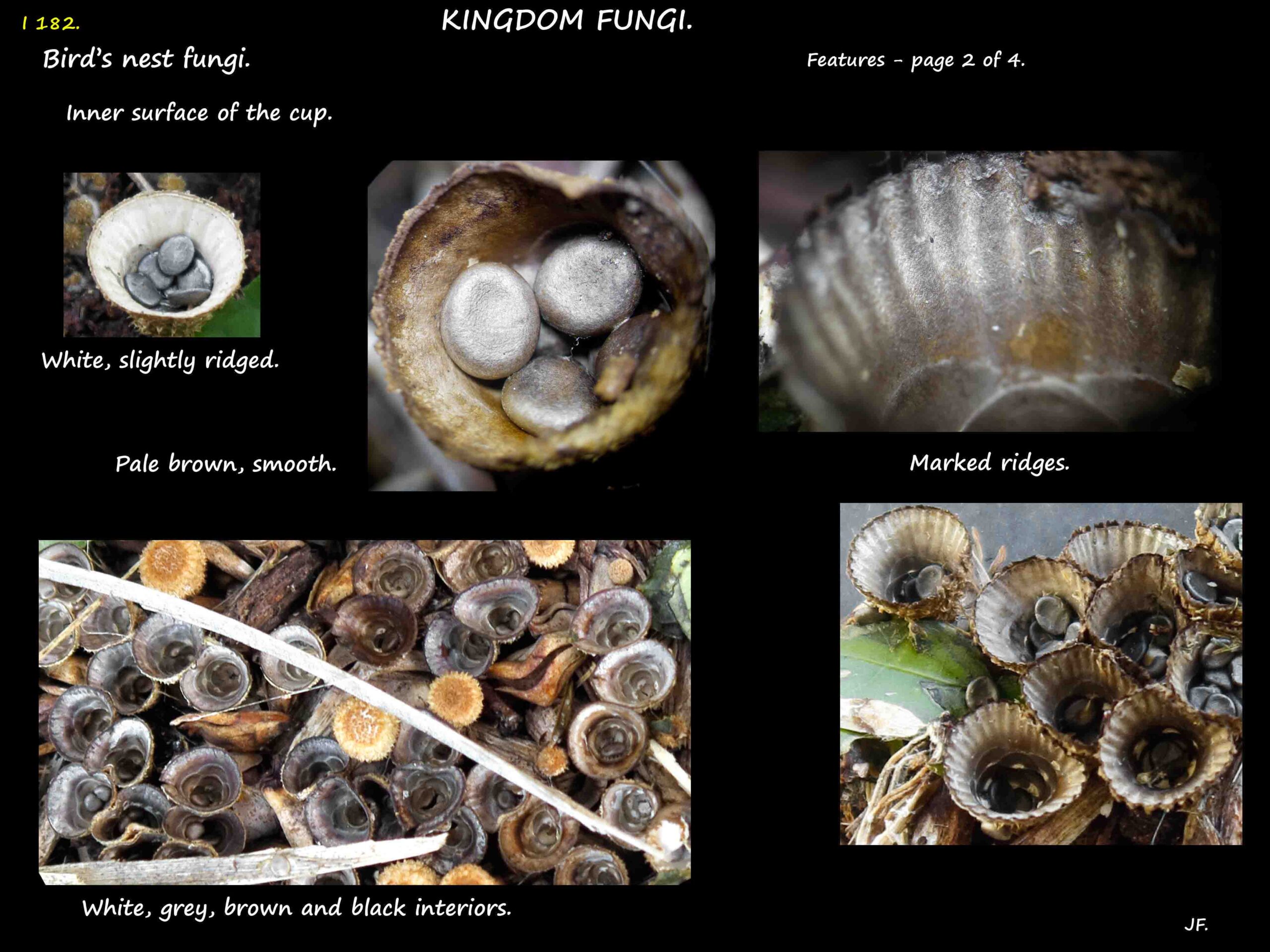 2 Bird's nest fungi cups