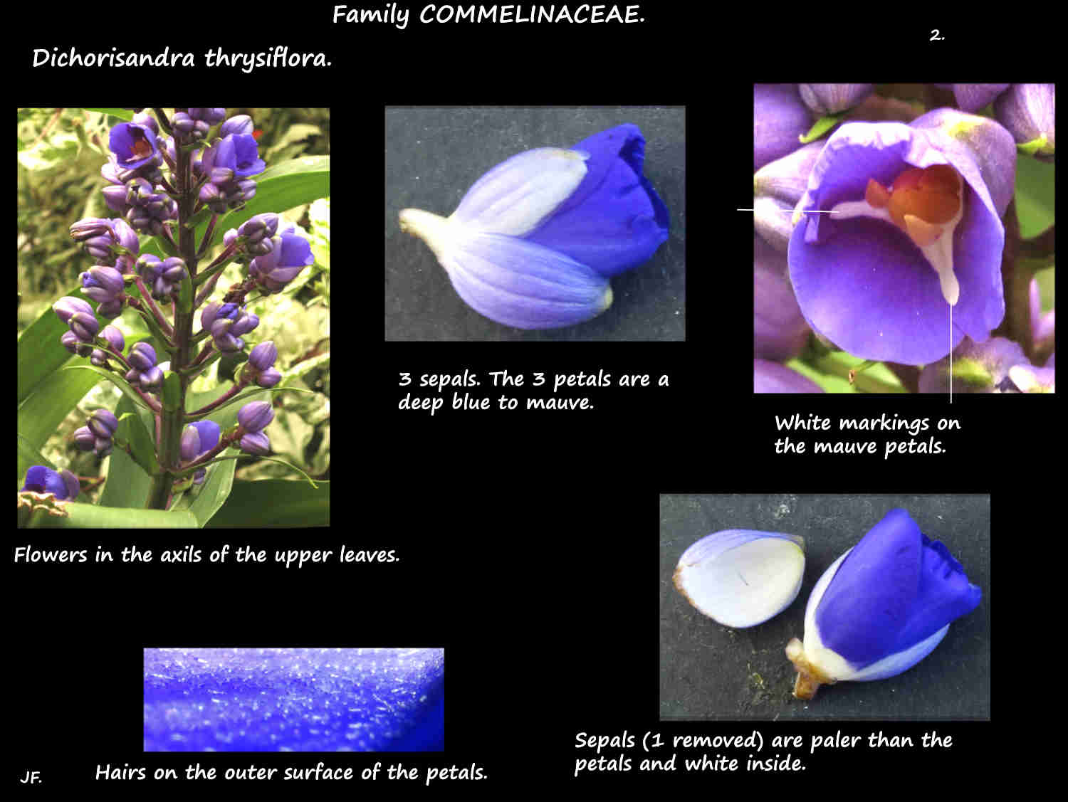 2 Blue Ginger inflorescence, sepals & petals