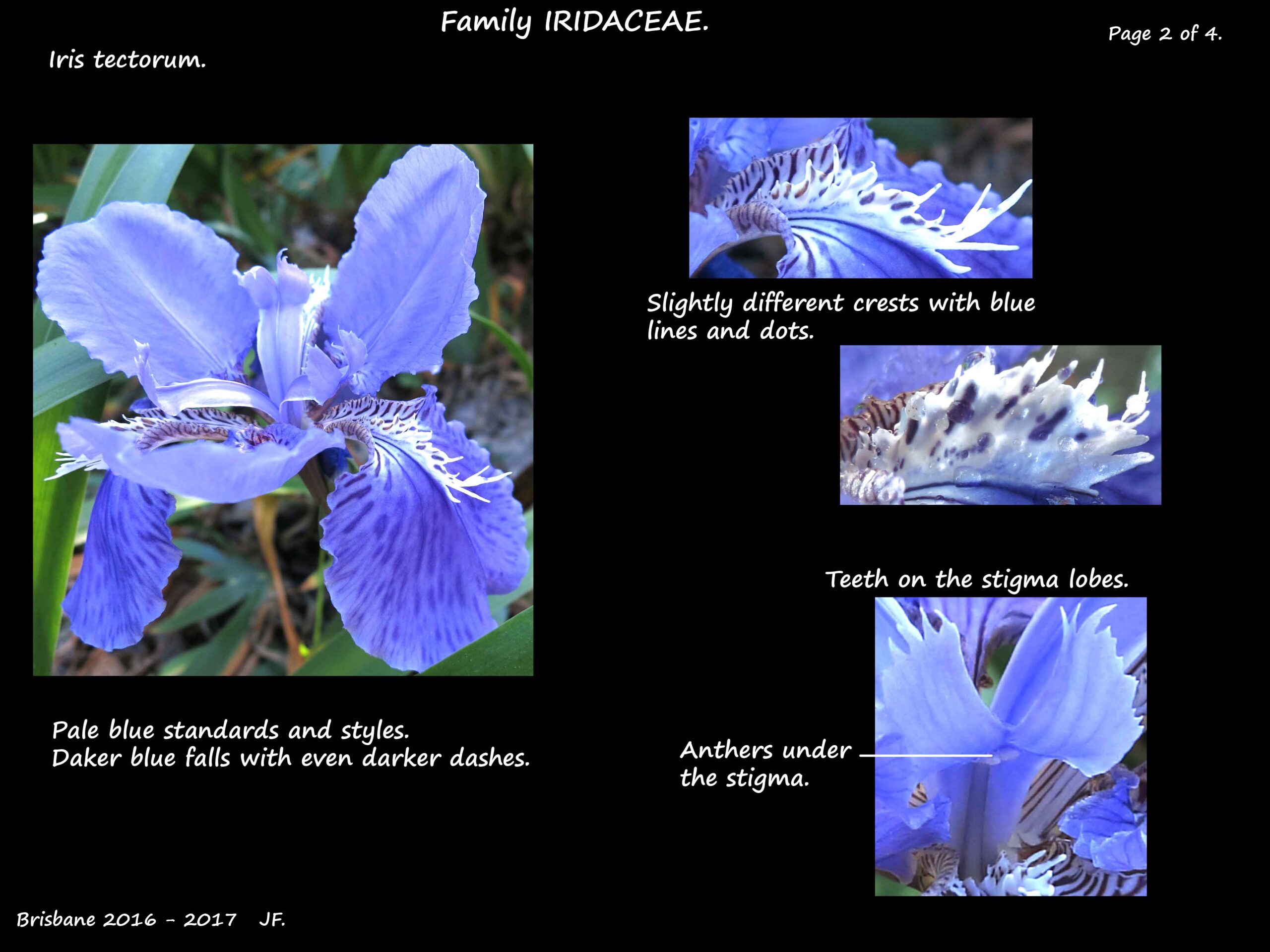 2 Blue Wall iris flowers