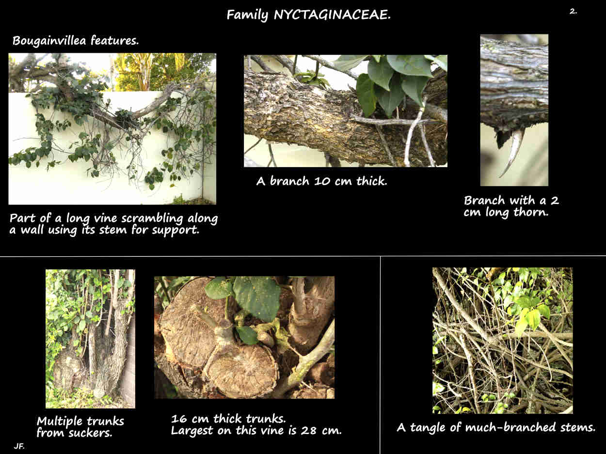 2 Bougainvillea trunks & branches