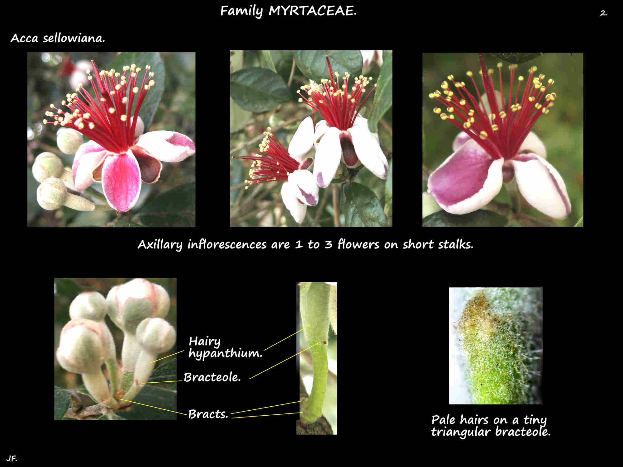 2 Bracts & bracteoles under Acca sellowiana flowers