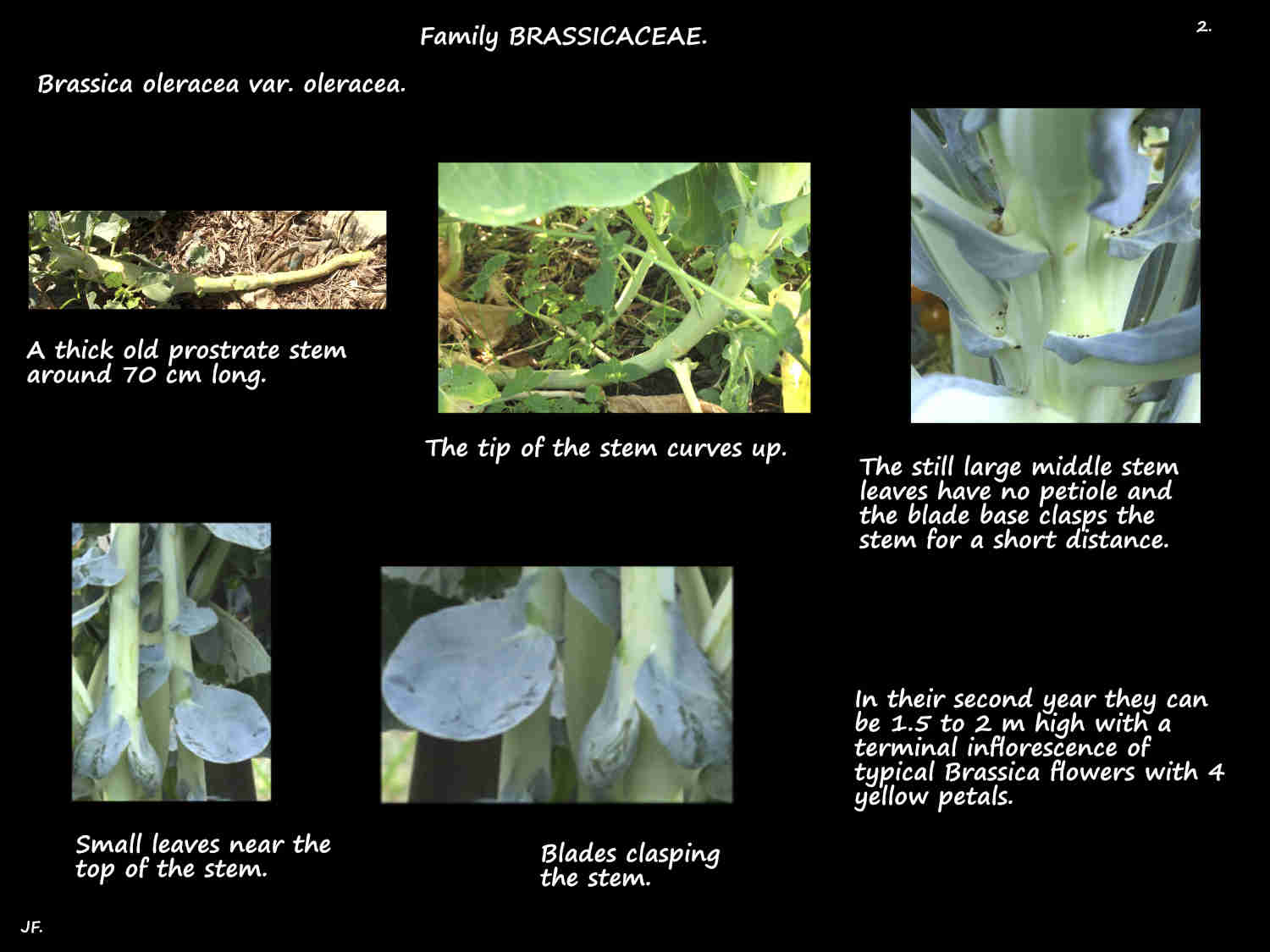 2 Brassica oleracea leaves
