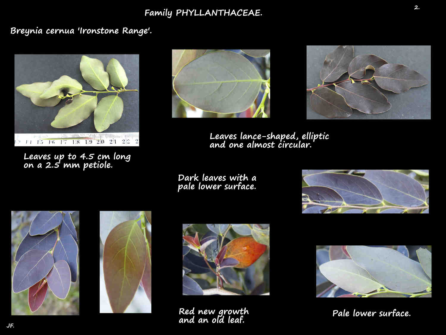 2 Breynia cernua 'Ironstone Range' leaf colours