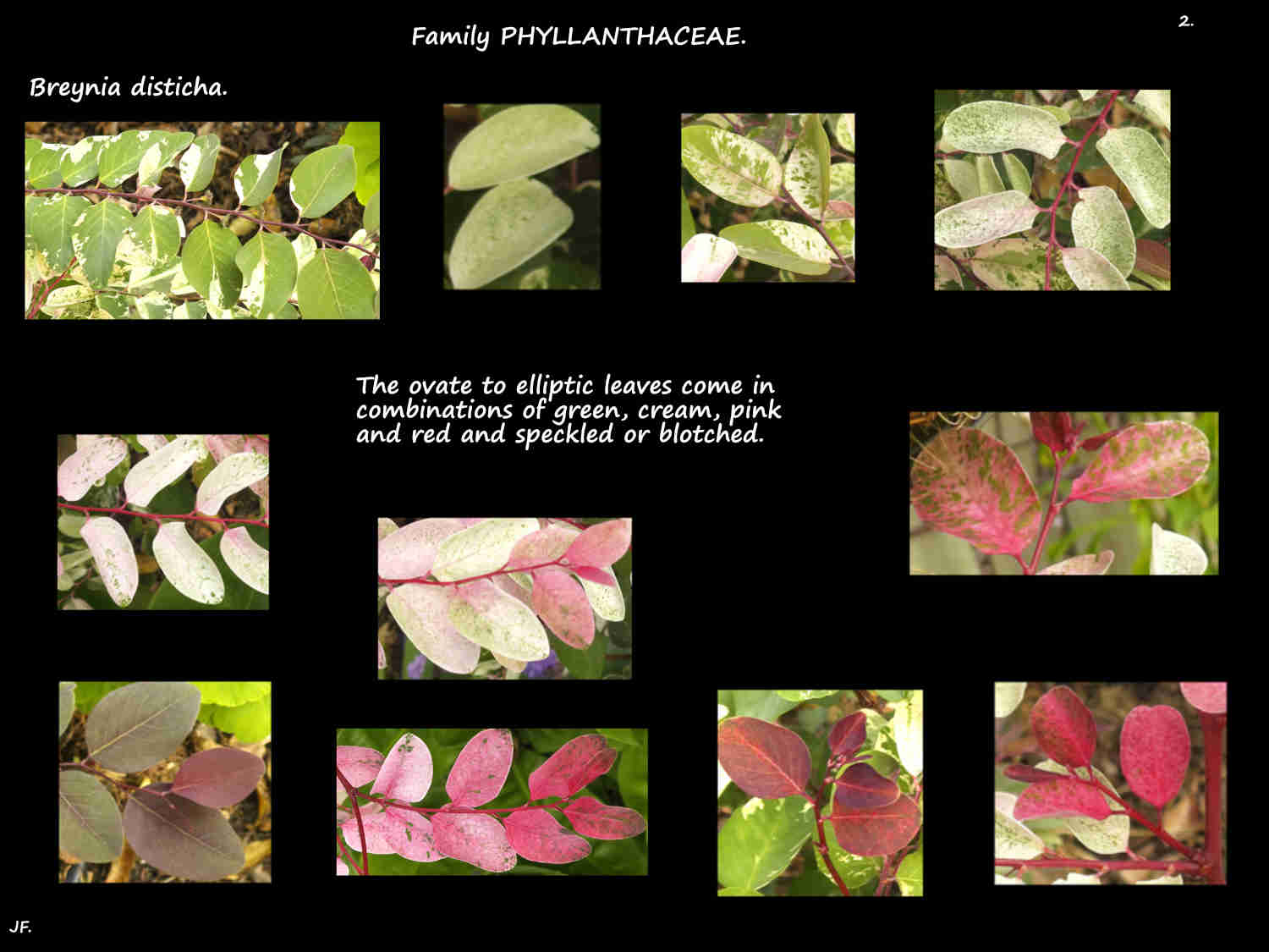2 Breynia disticha leaf colours