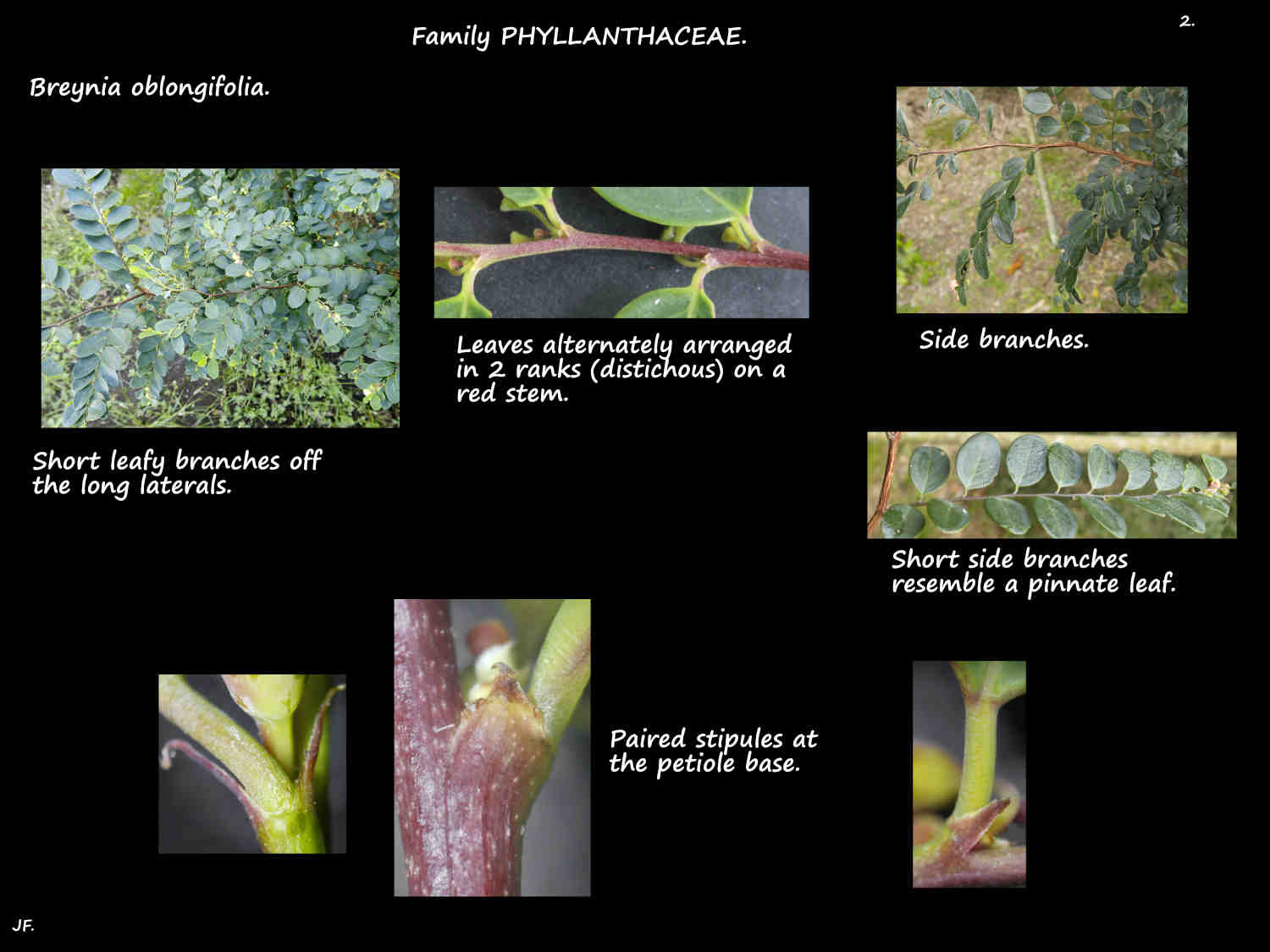 2 Breynia oblongifolia stems & stipules