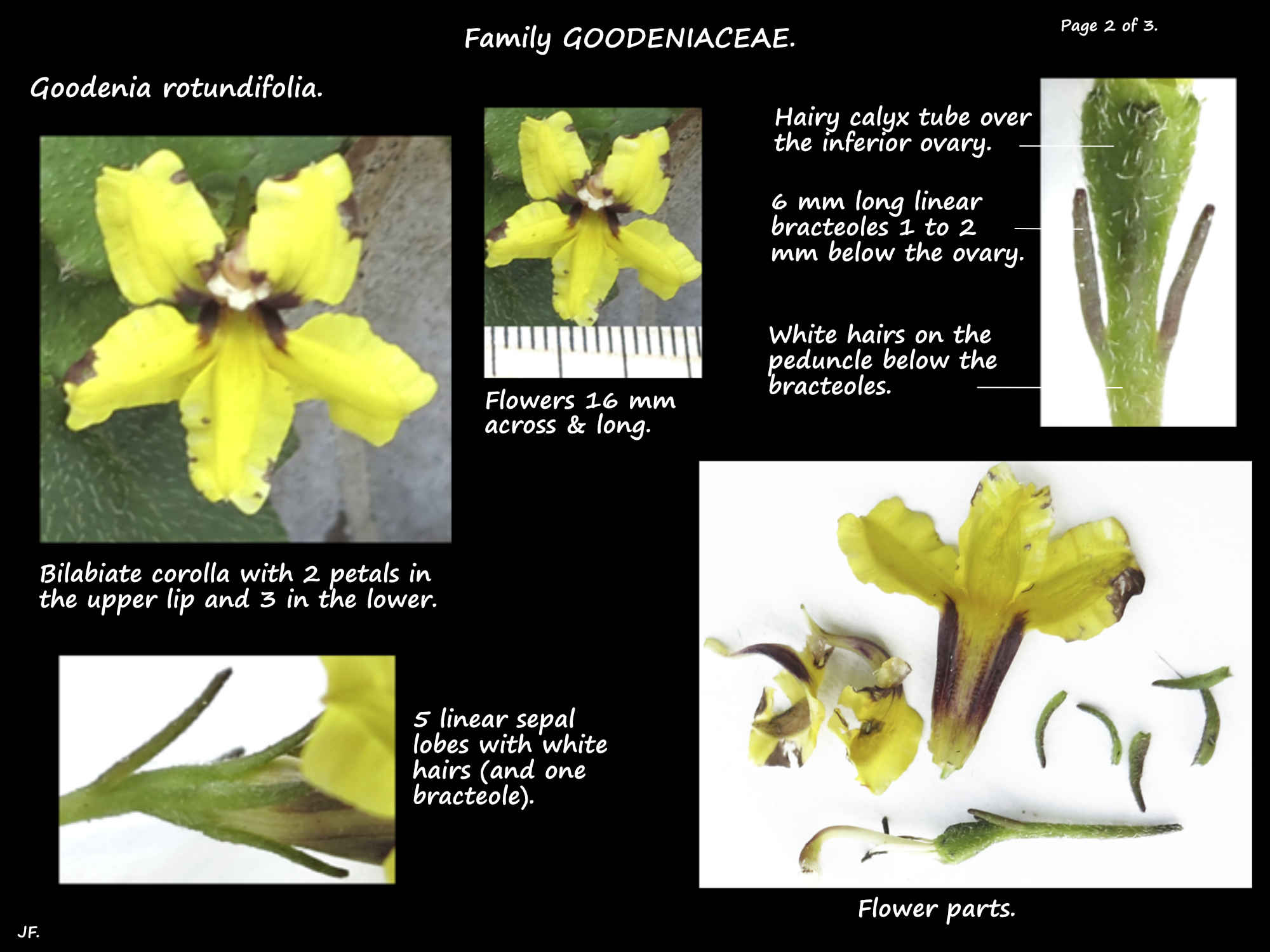 2 Bright yellow flowers of Goodenia rotundifolia