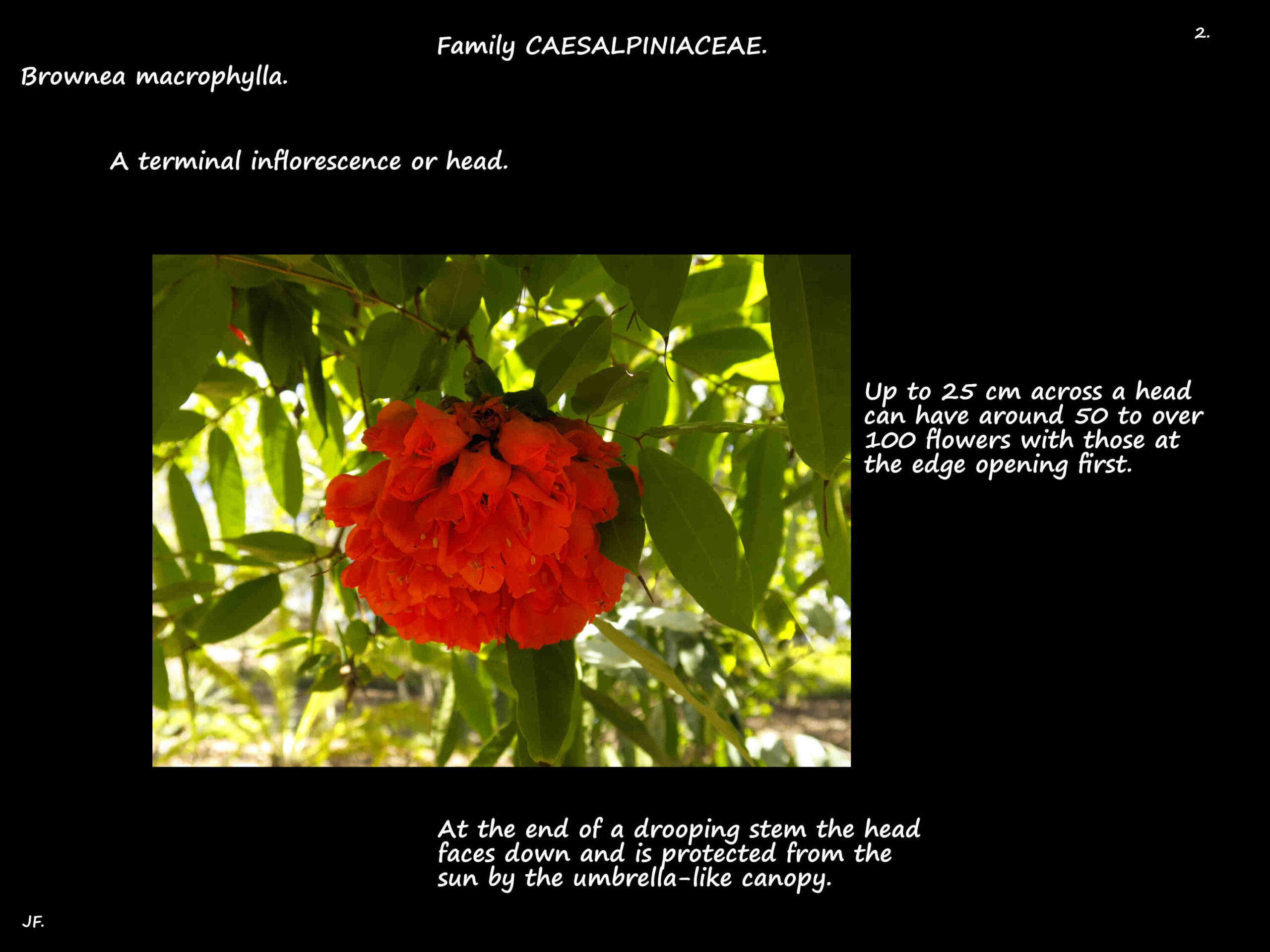 2 Brownea macrophylla head