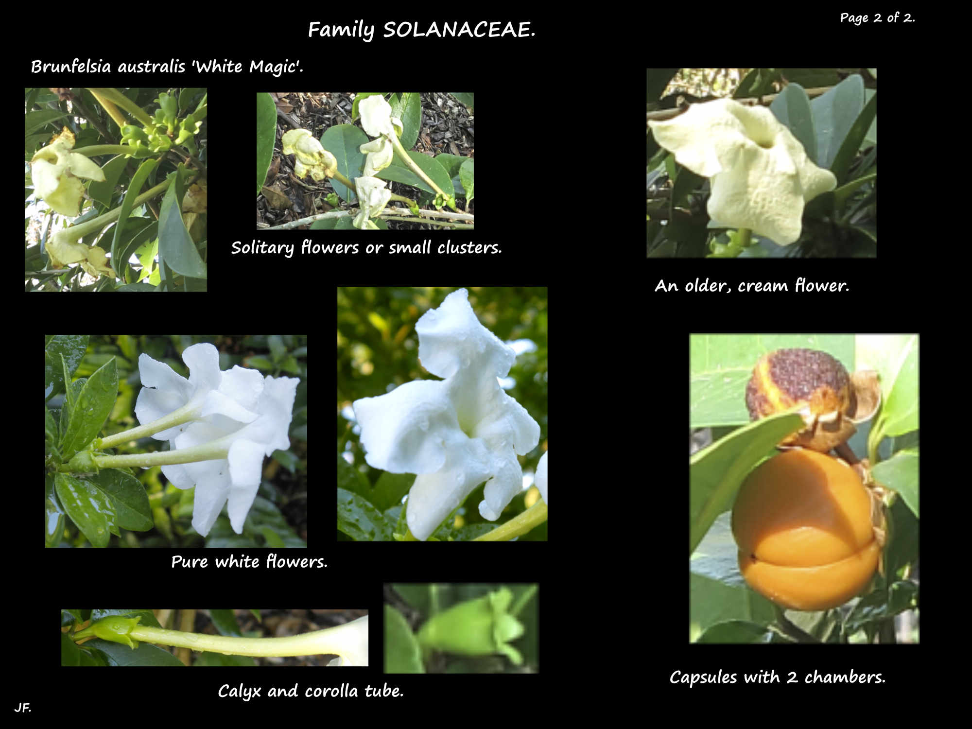 2 Brunfelsia australis 'White Magic' flowers & fruit