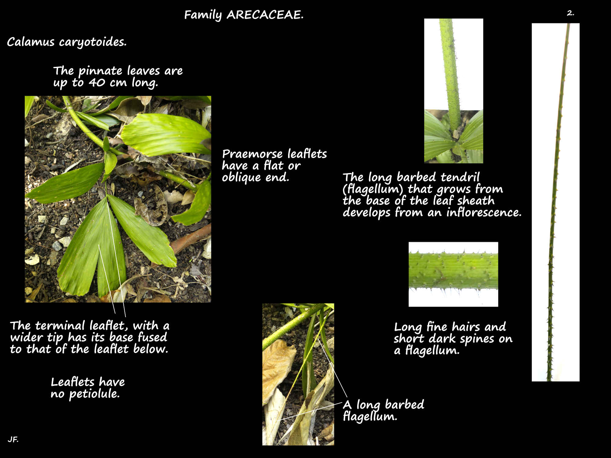 2 Calamus caryotoides flagellum