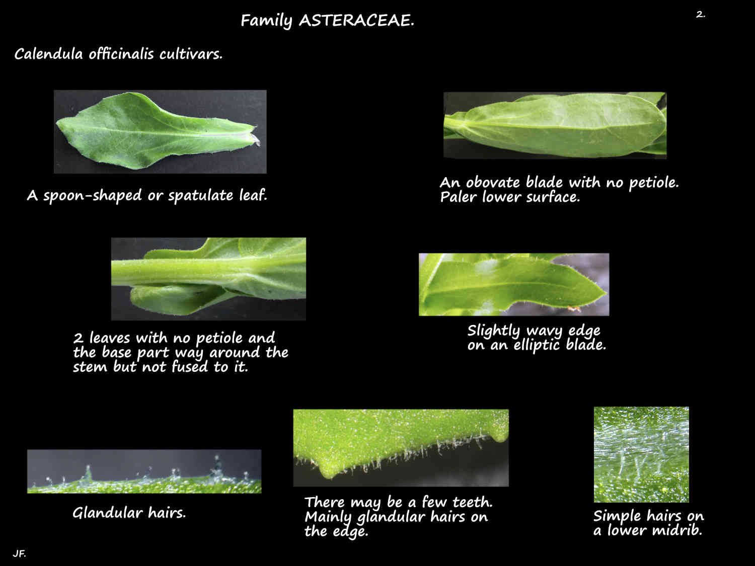 2 Calendula officinalis leaf shapes & hairs