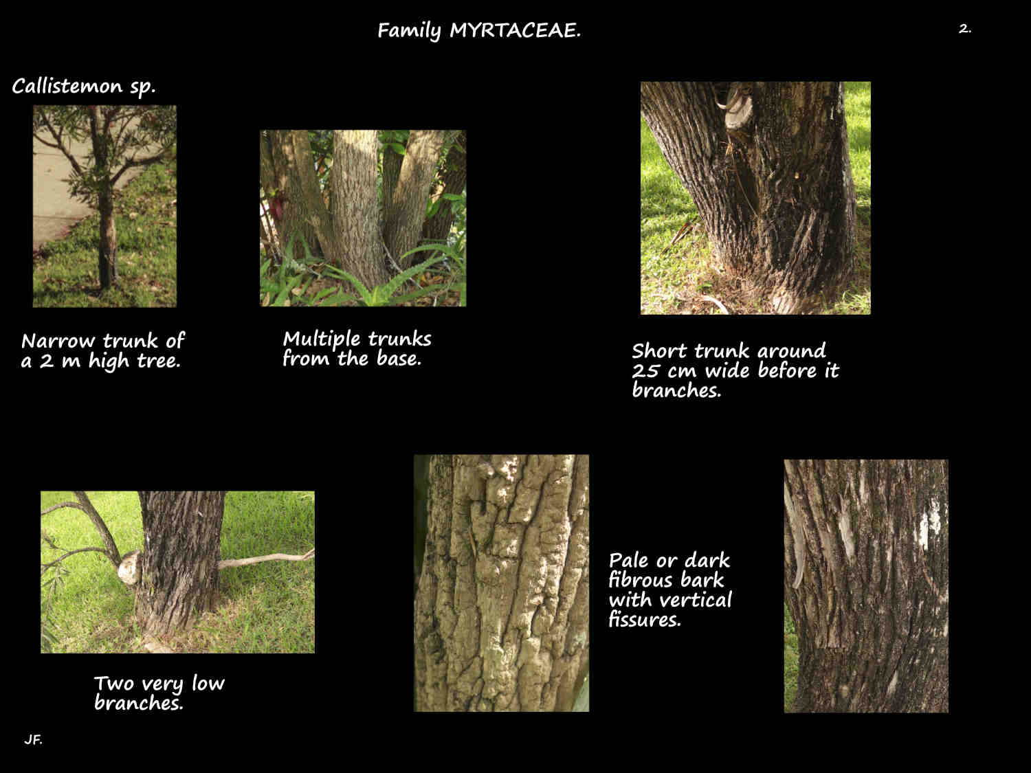 2 Callistemon trunks & bark