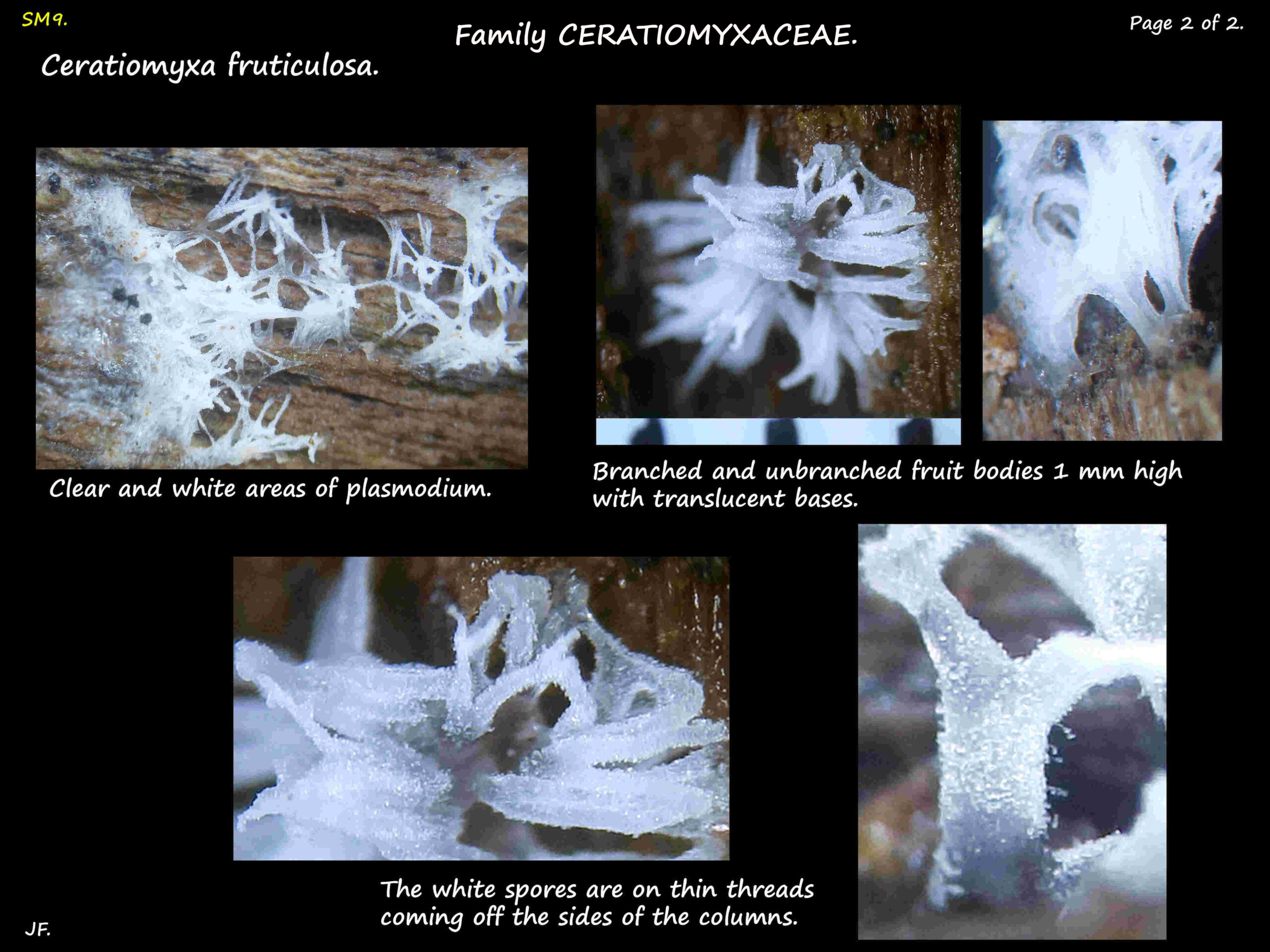 2 Ceratiomyxa fruticulosa spores