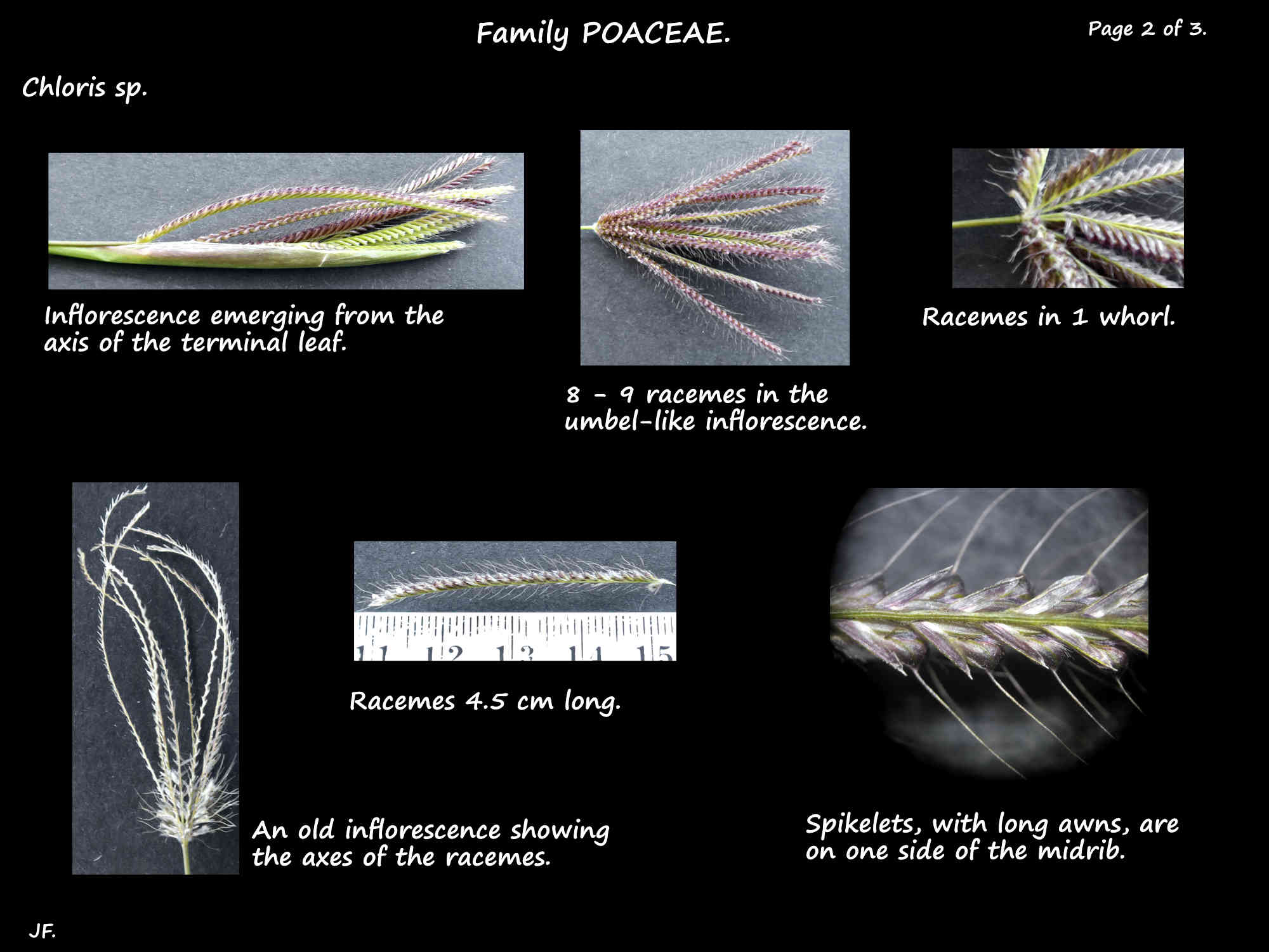 2 Chloris sp. inflorescences & racemes